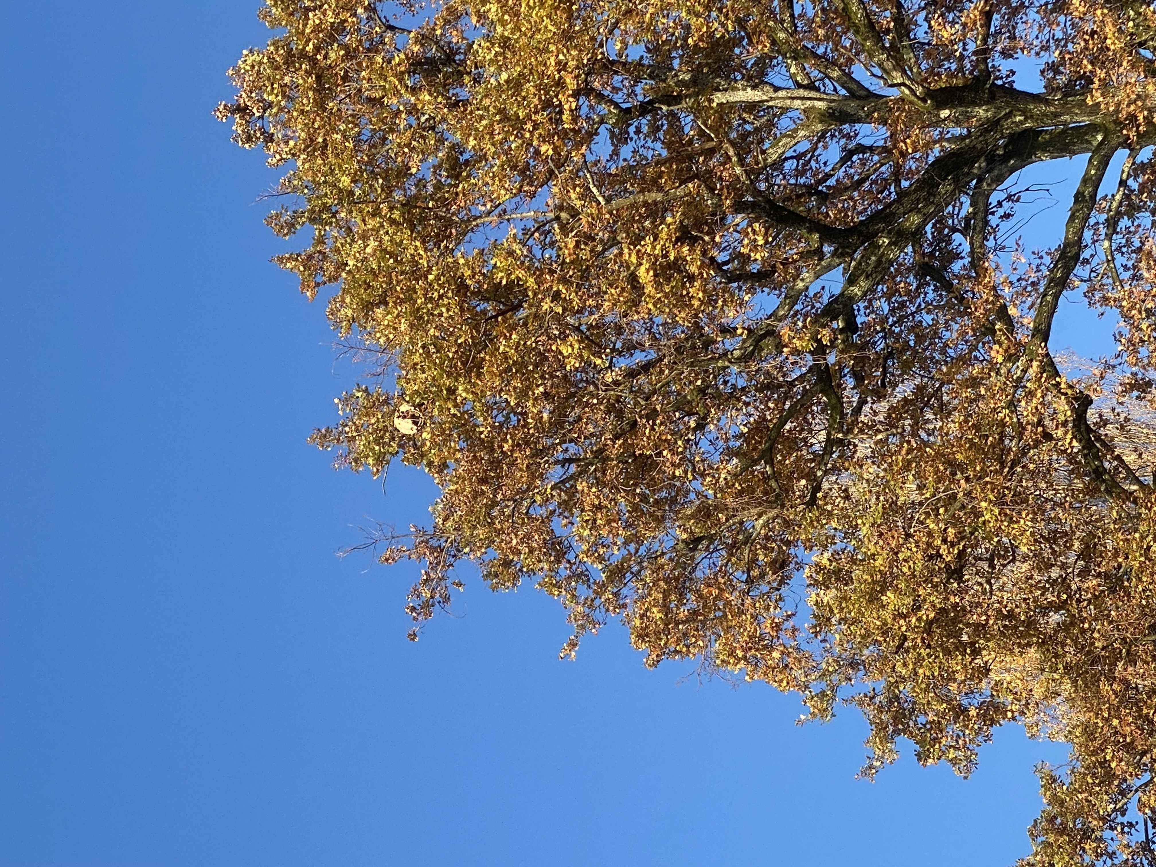 Photo du nid de frelon asiatique signalé à Viviers-du-Lac