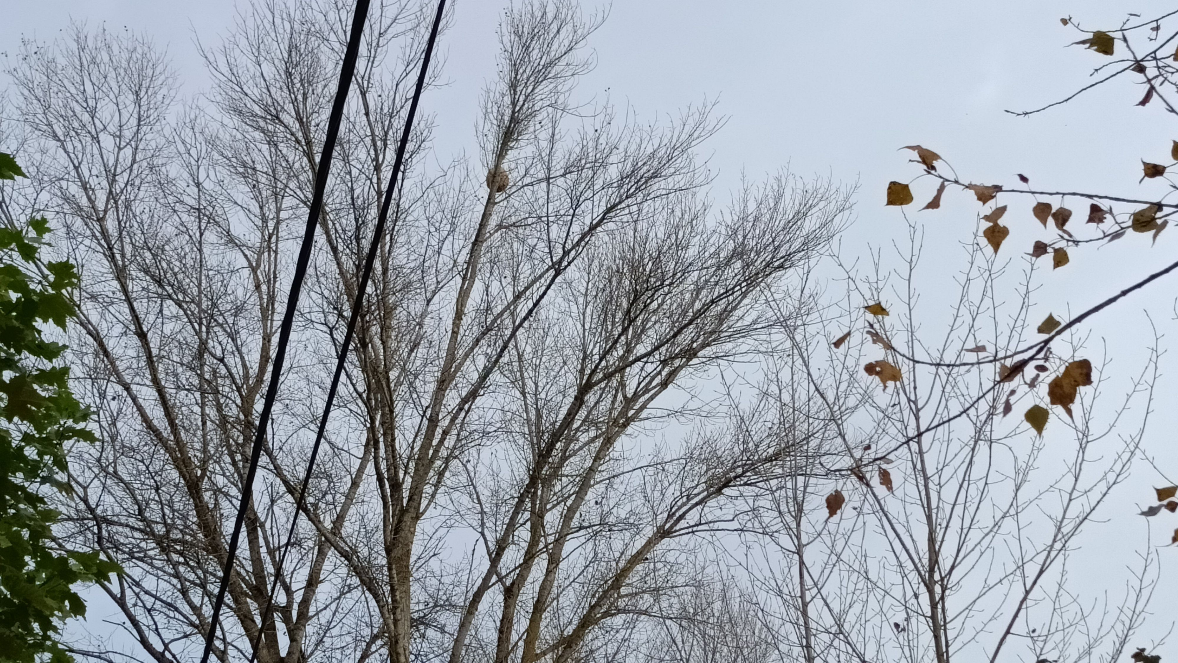 Photo du nid de frelon asiatique signalé à Varennes-sur-Seine