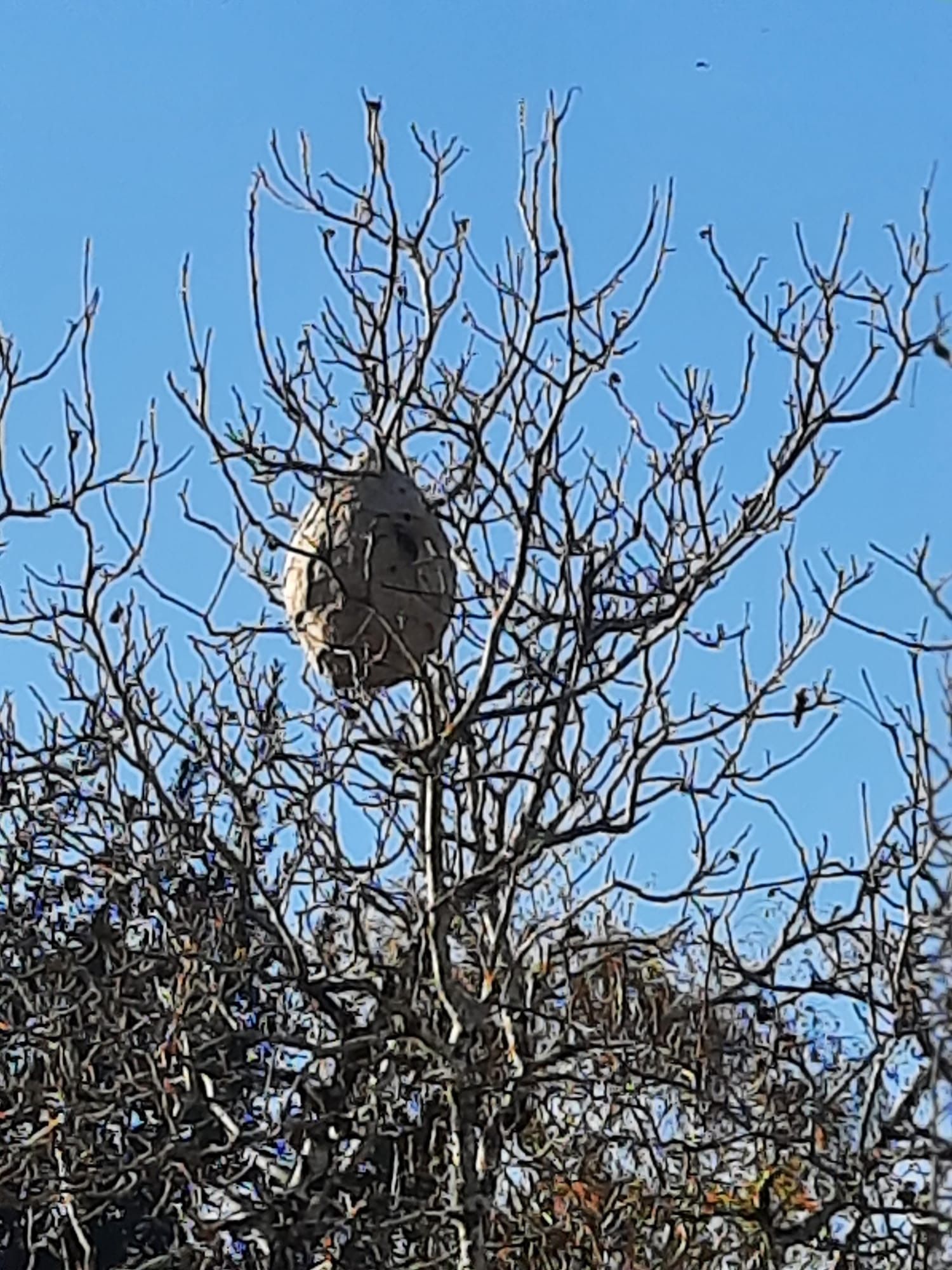 Photo du nid de frelon asiatique signalé à Bannay