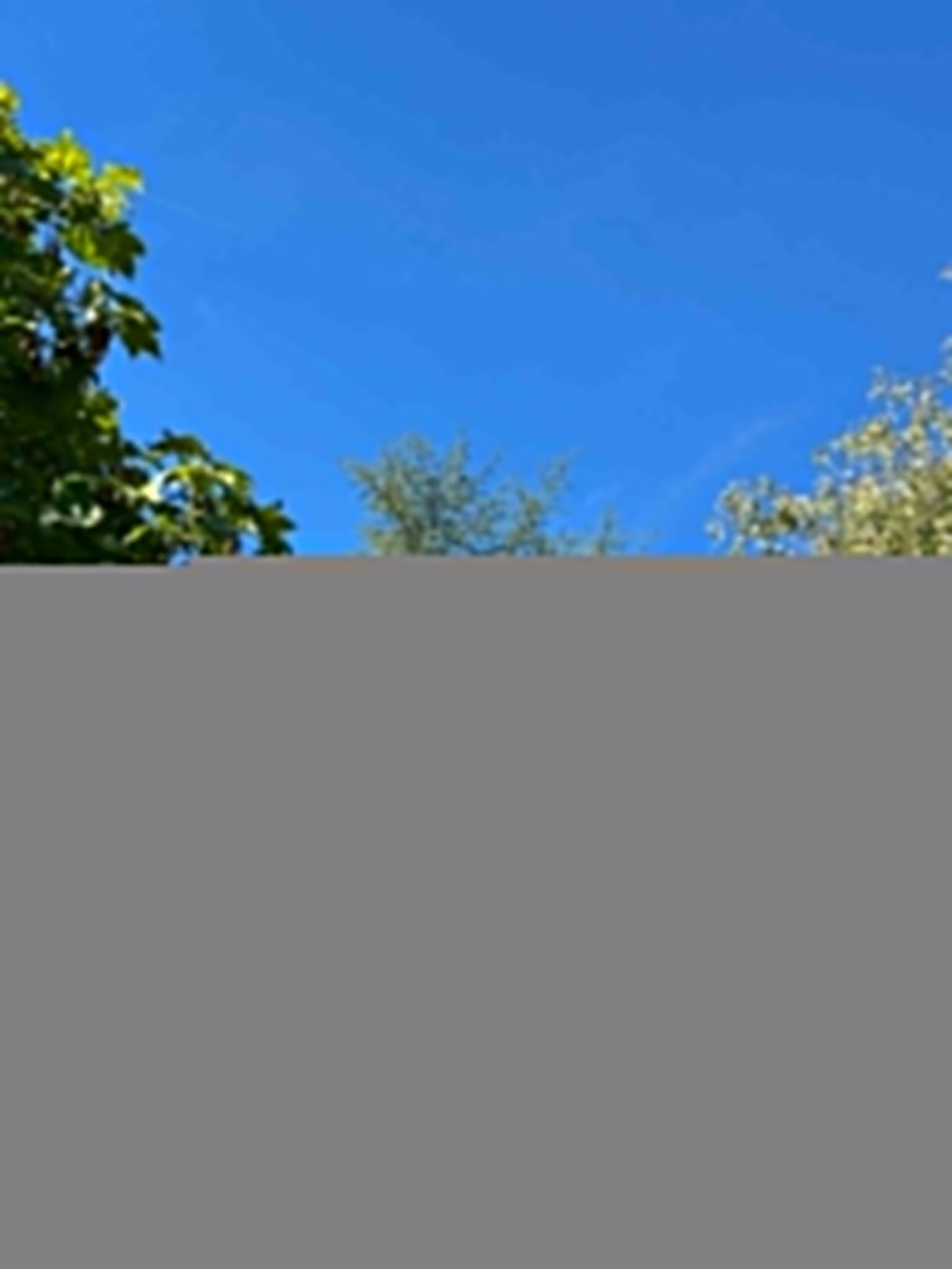 Photo du nid de frelon asiatique signalé à Magnac-Laval