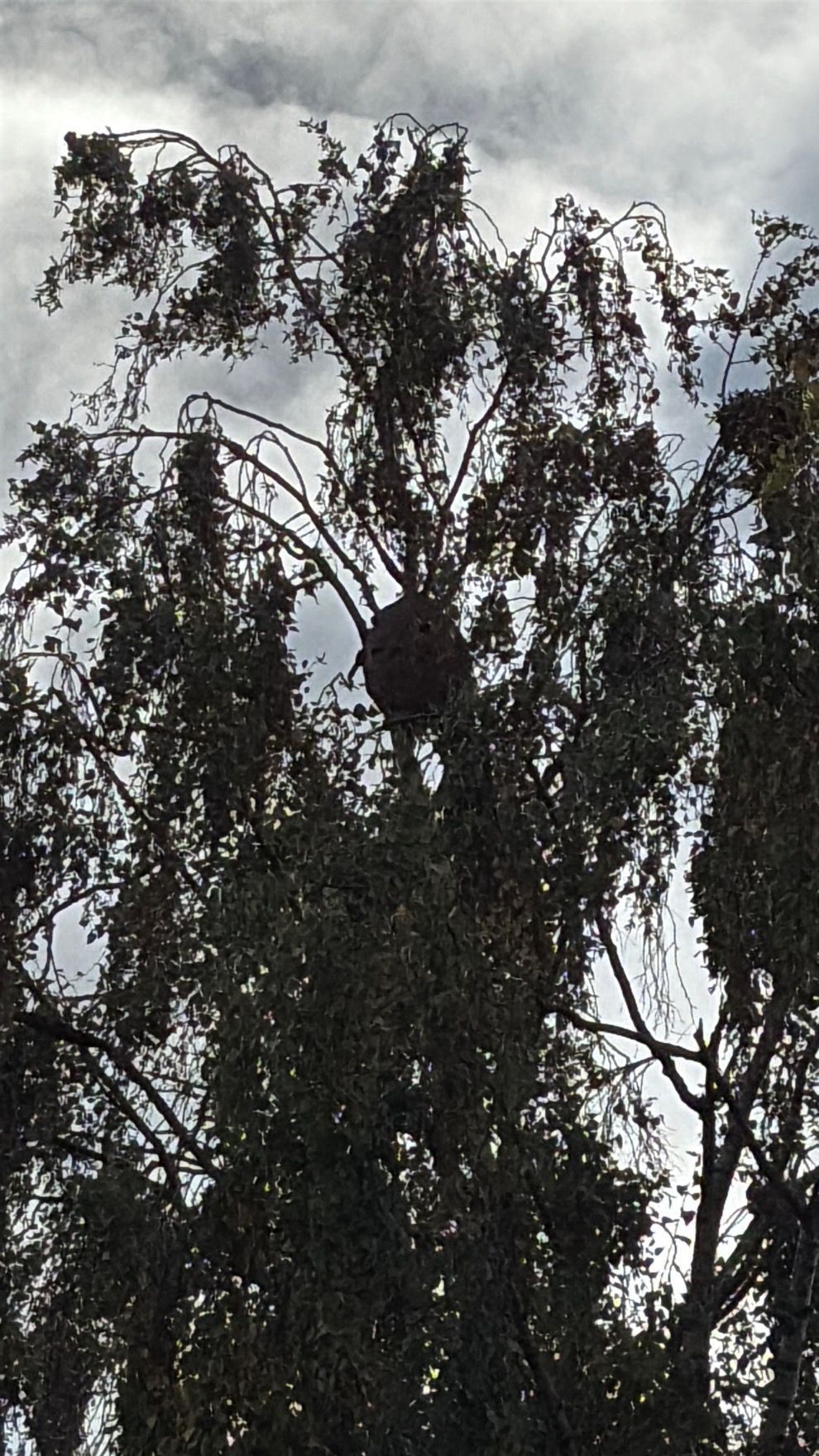 Photo du nid de frelon asiatique signalé à Escaudain
