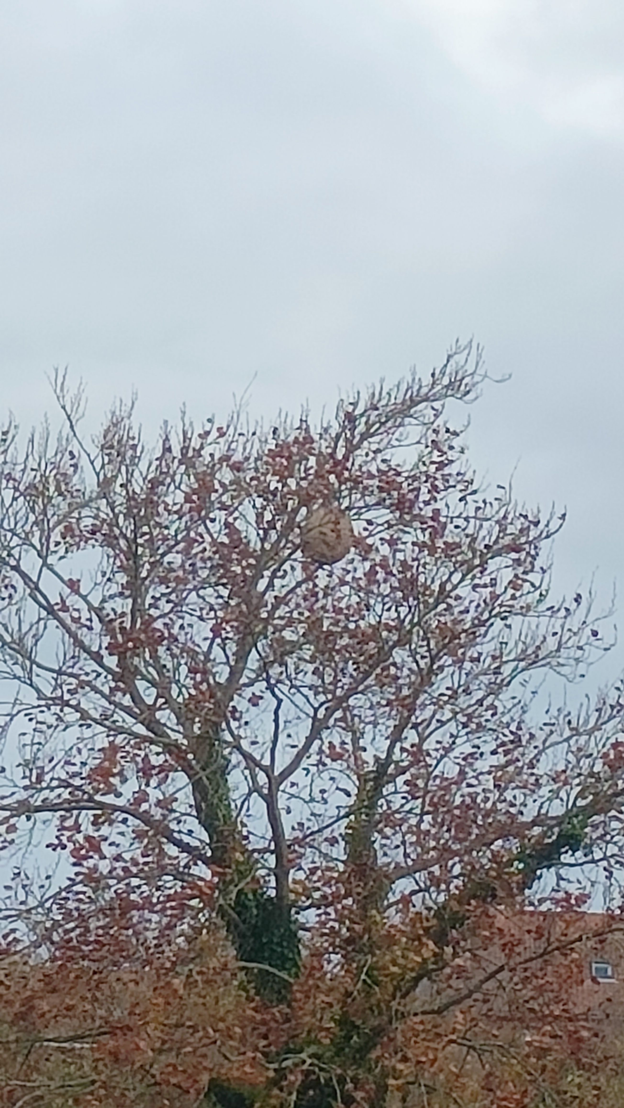 Photo du nid de frelon asiatique signalé à Houdain