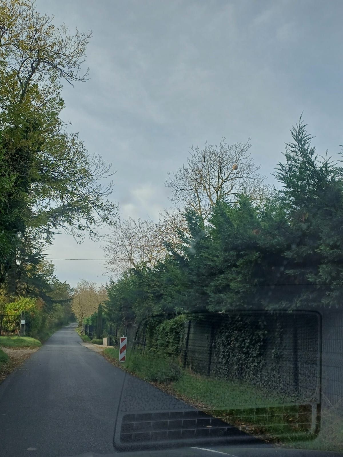 Photo du nid de frelon asiatique signalé à Châteauneuf-sur-Isère