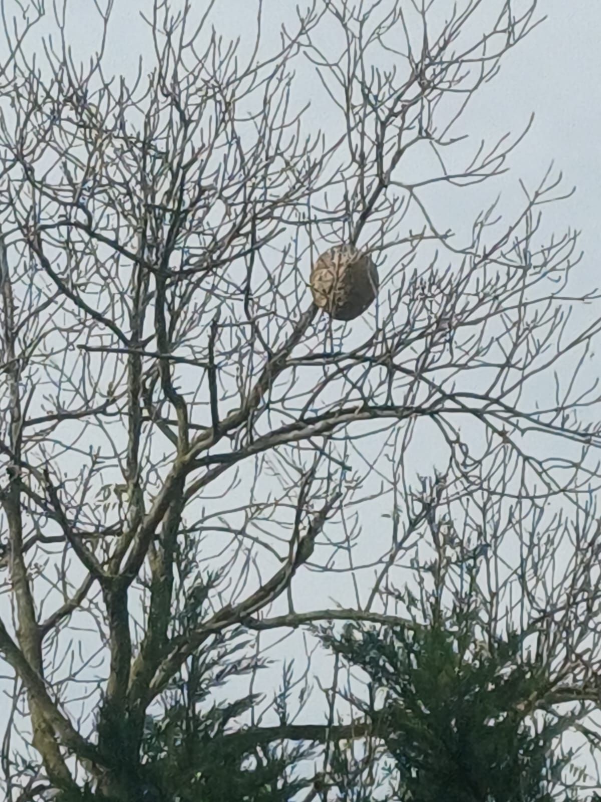 Photo du signalement #211