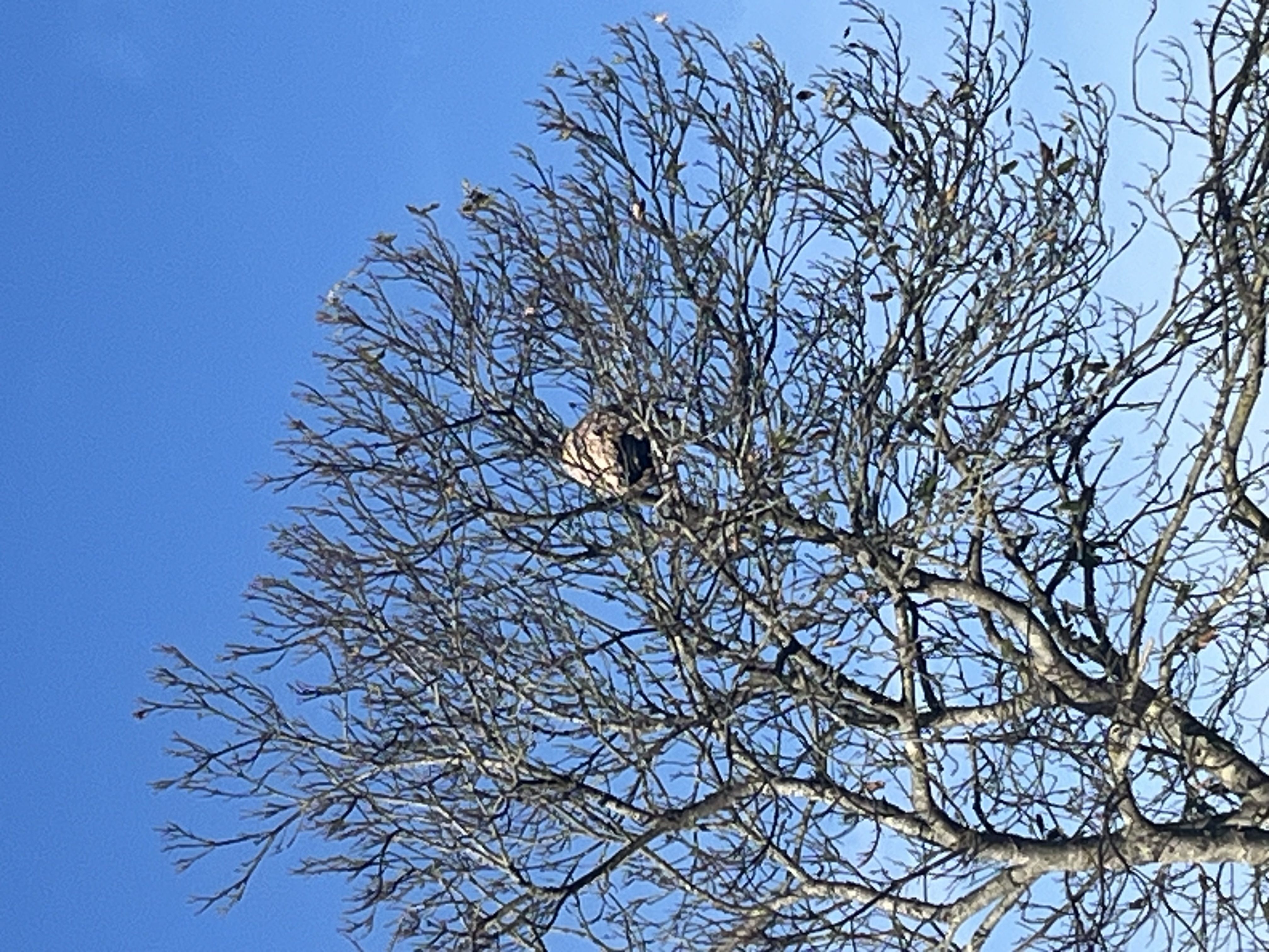 Photo du nid de frelon asiatique signalé à Lannion