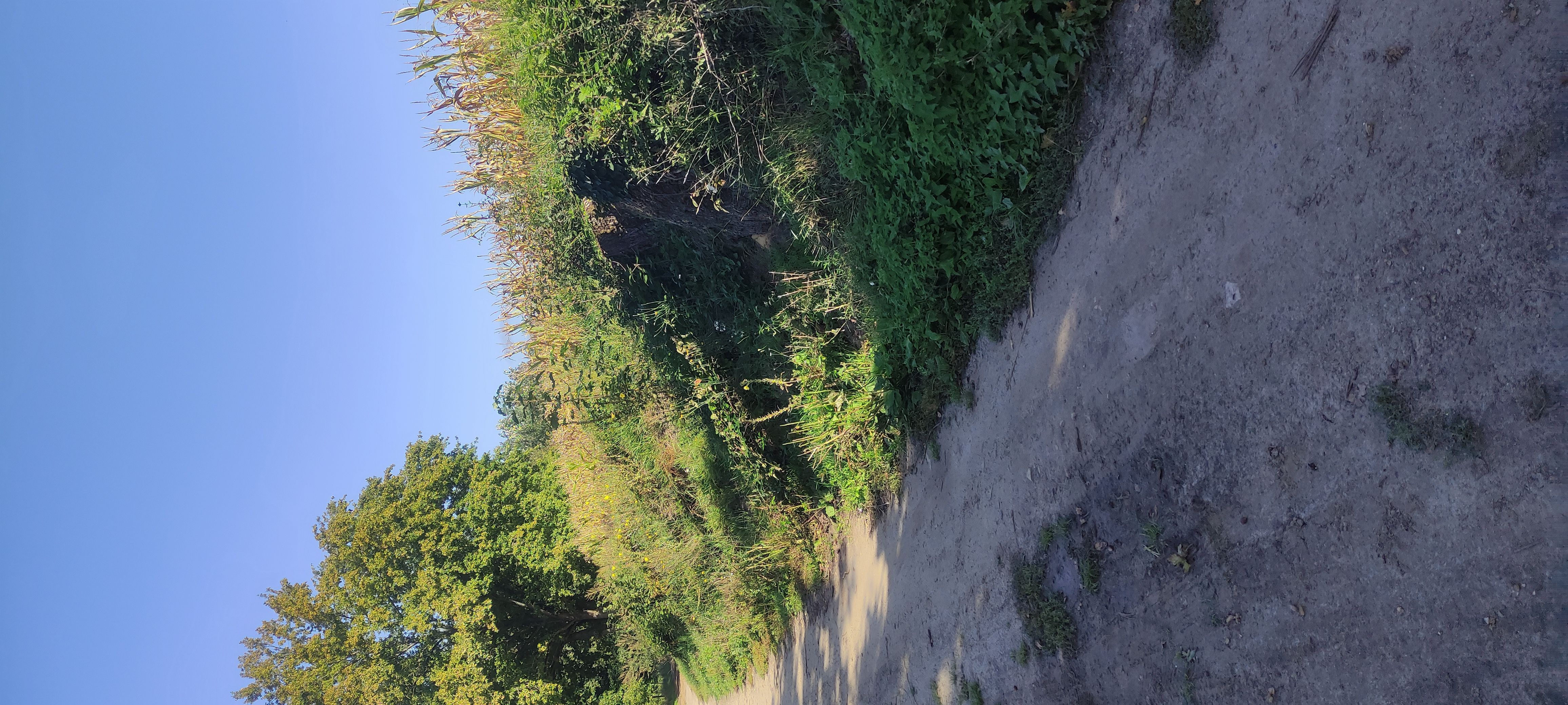 Photo du signalement #230