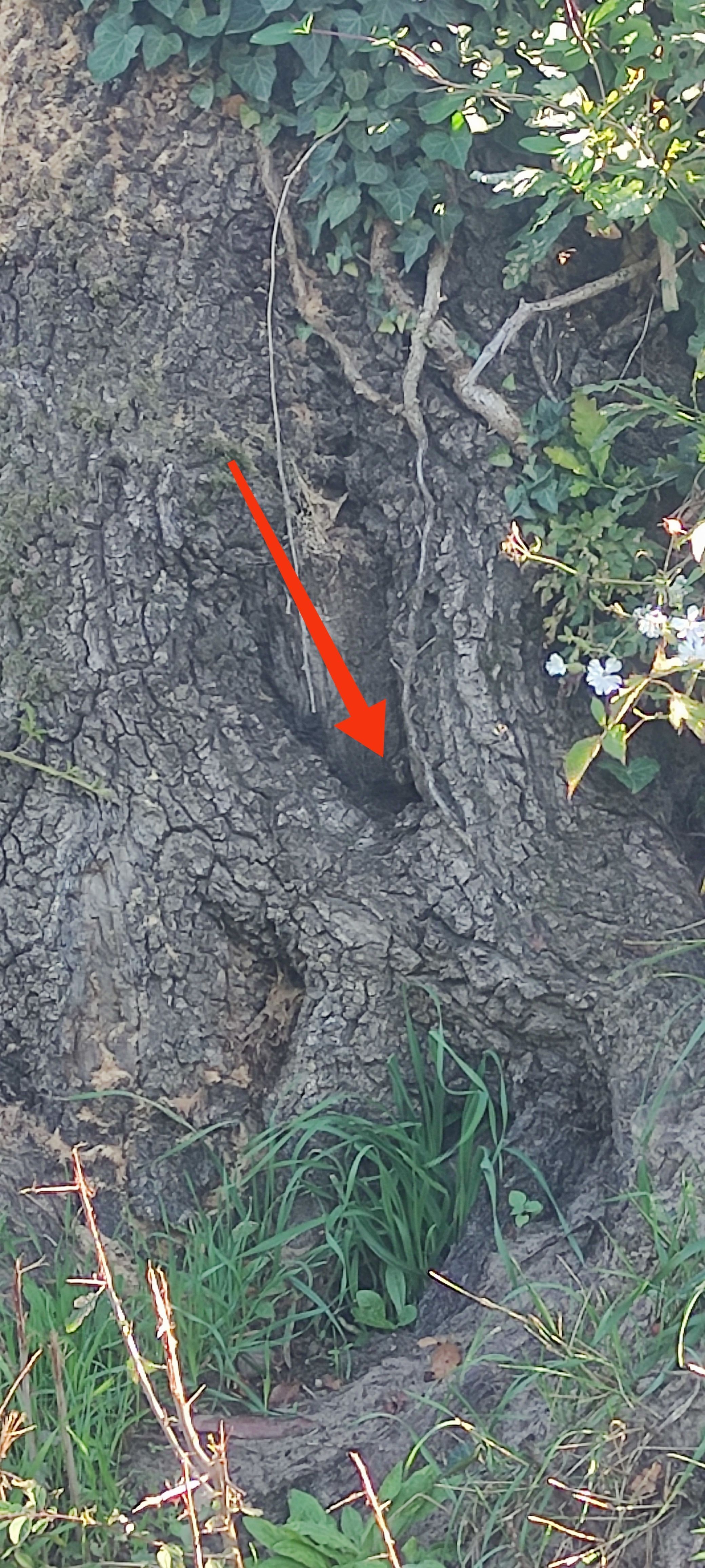 Photo du nid de frelon asiatique signalé à Festieux