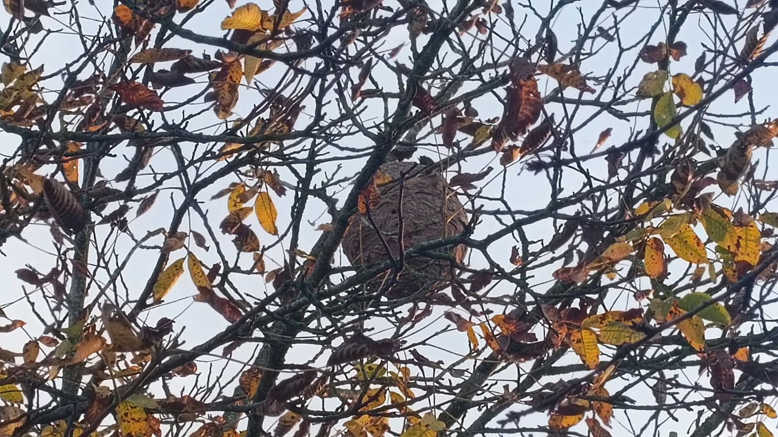 Photo du nid de frelon asiatique signalé à Cigogné