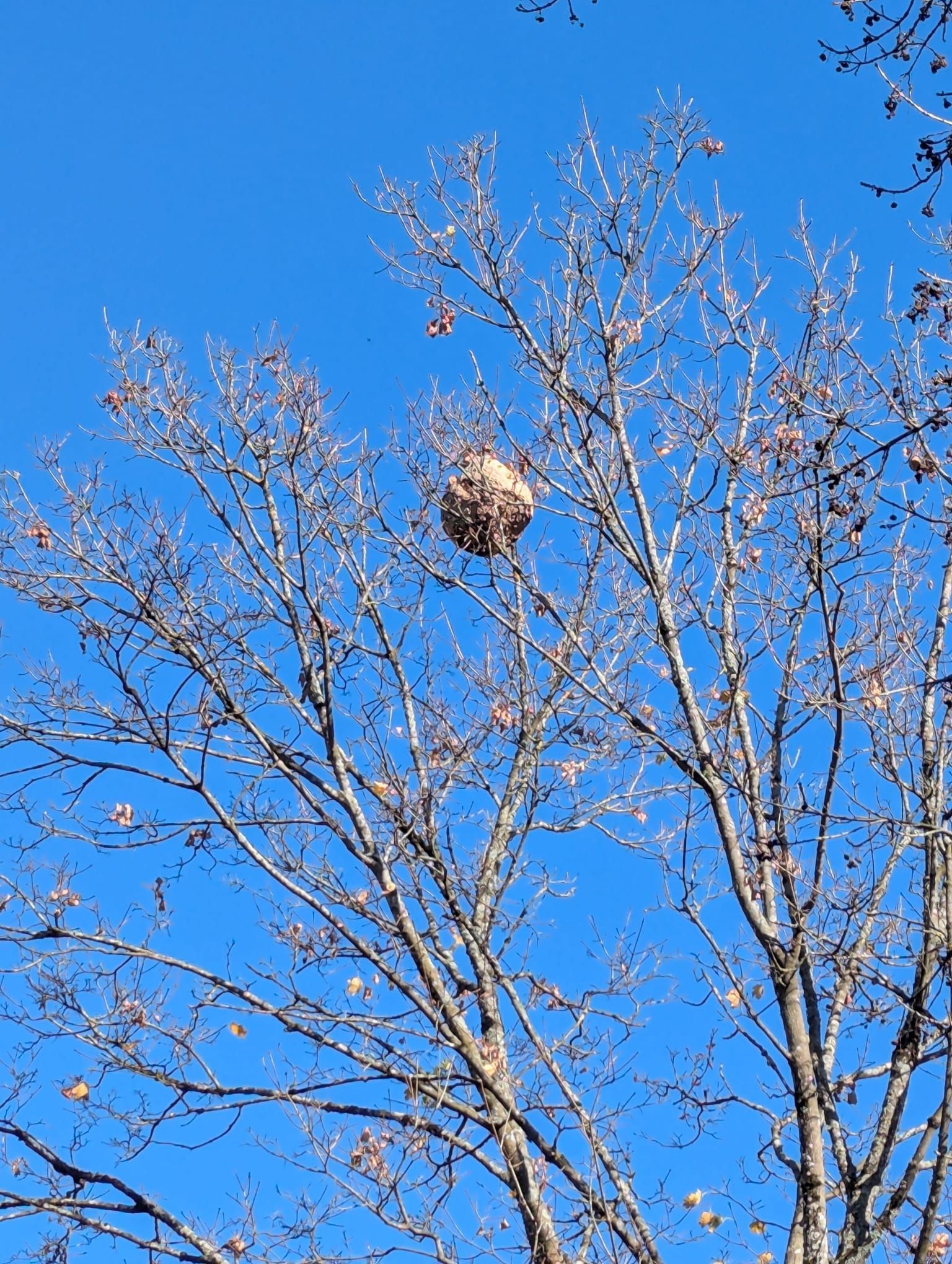Photo du nid de frelon asiatique signalé à Champagne-au-Mont-d'Or