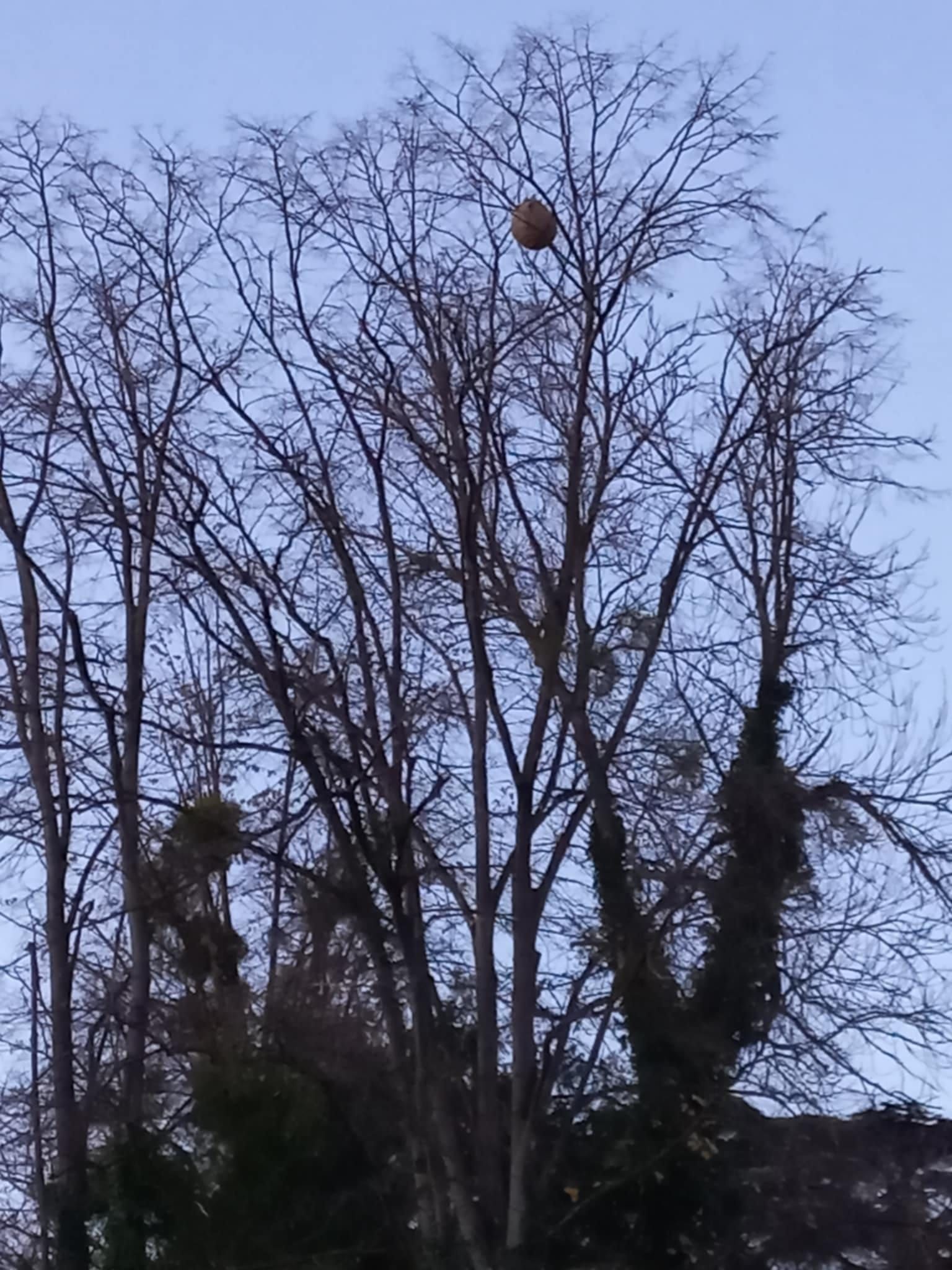 Photo du nid de frelon asiatique signalé à Saint-Didier-au-Mont-d'Or