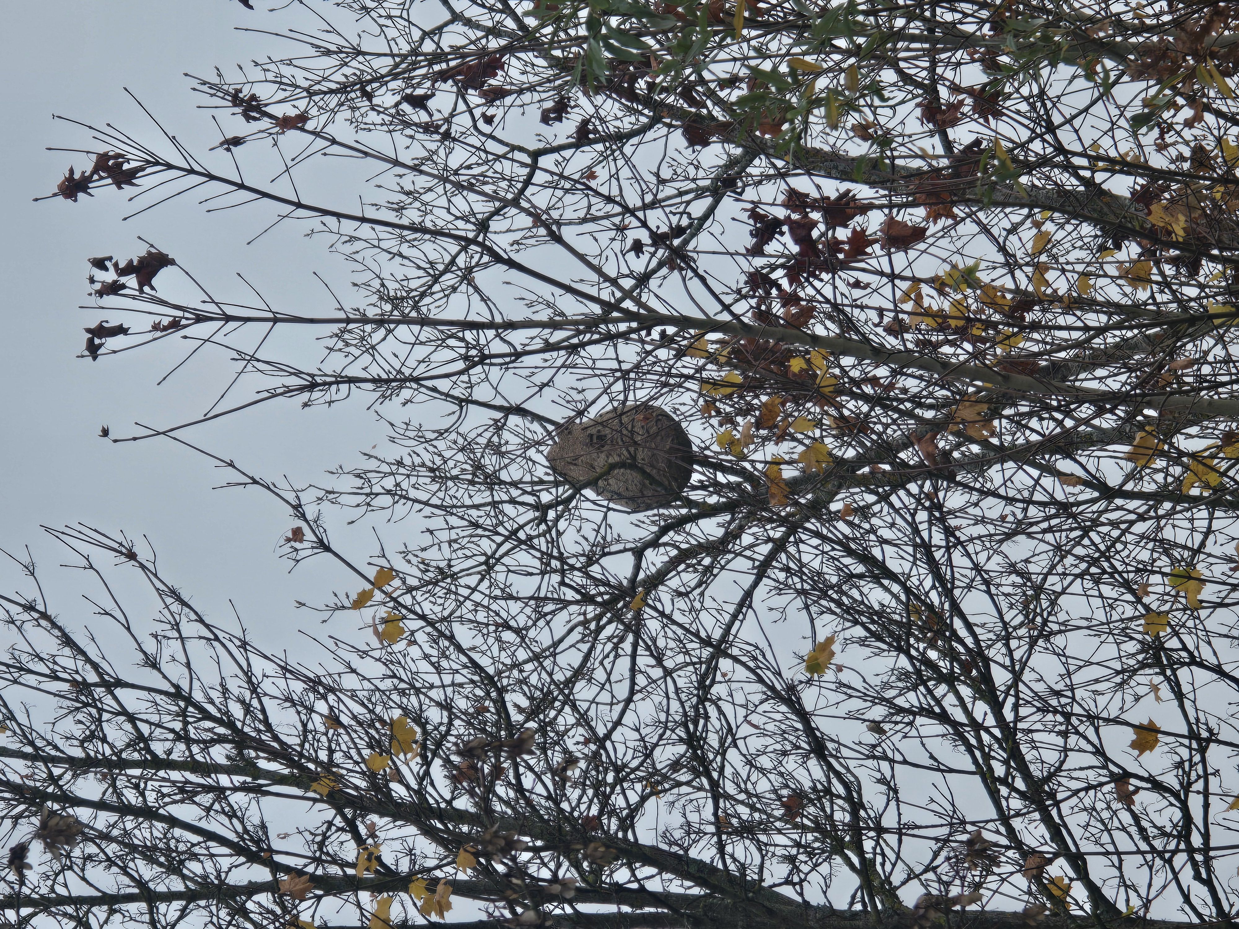 Photo du nid de frelon asiatique signalé à Vaux-sur-Seine