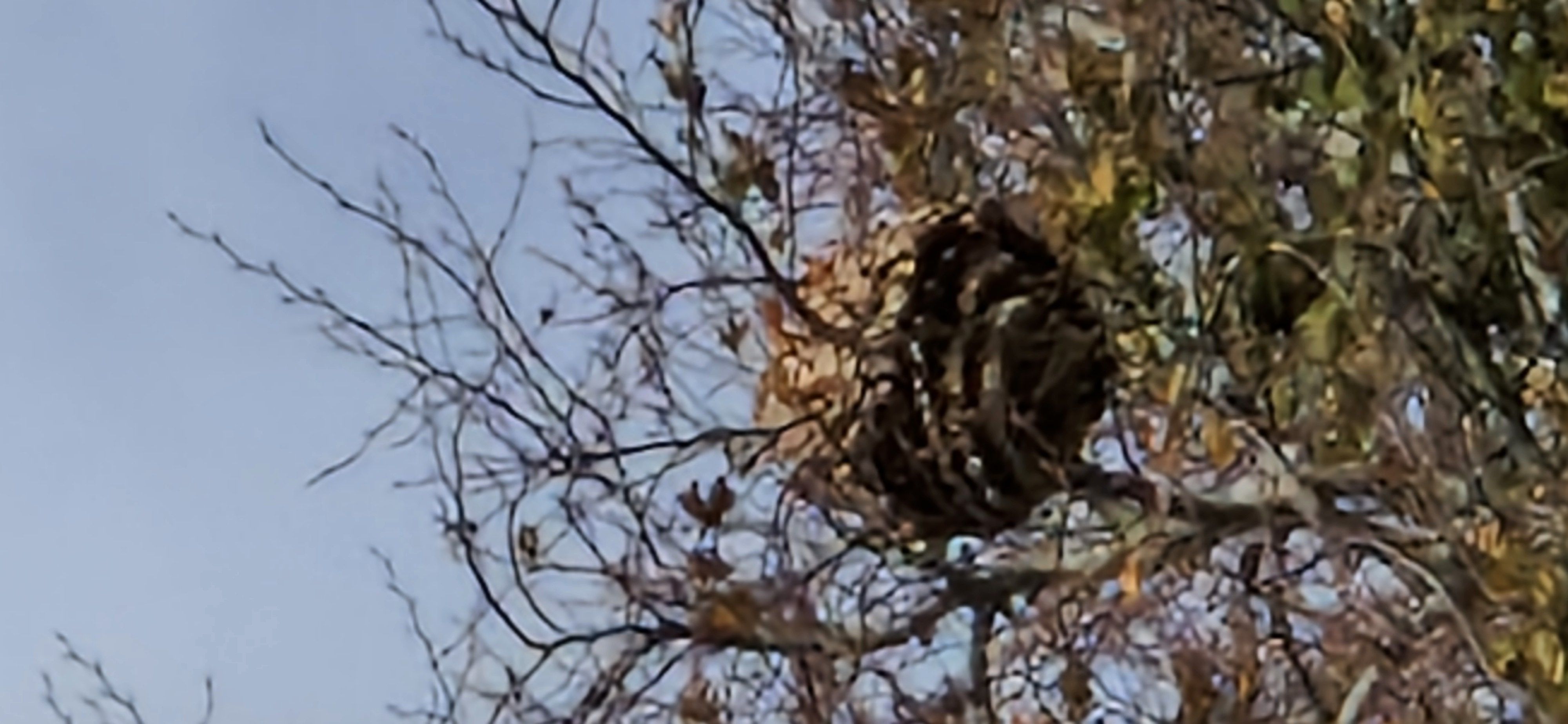 Photo du nid de frelon asiatique signalé à Bourseville