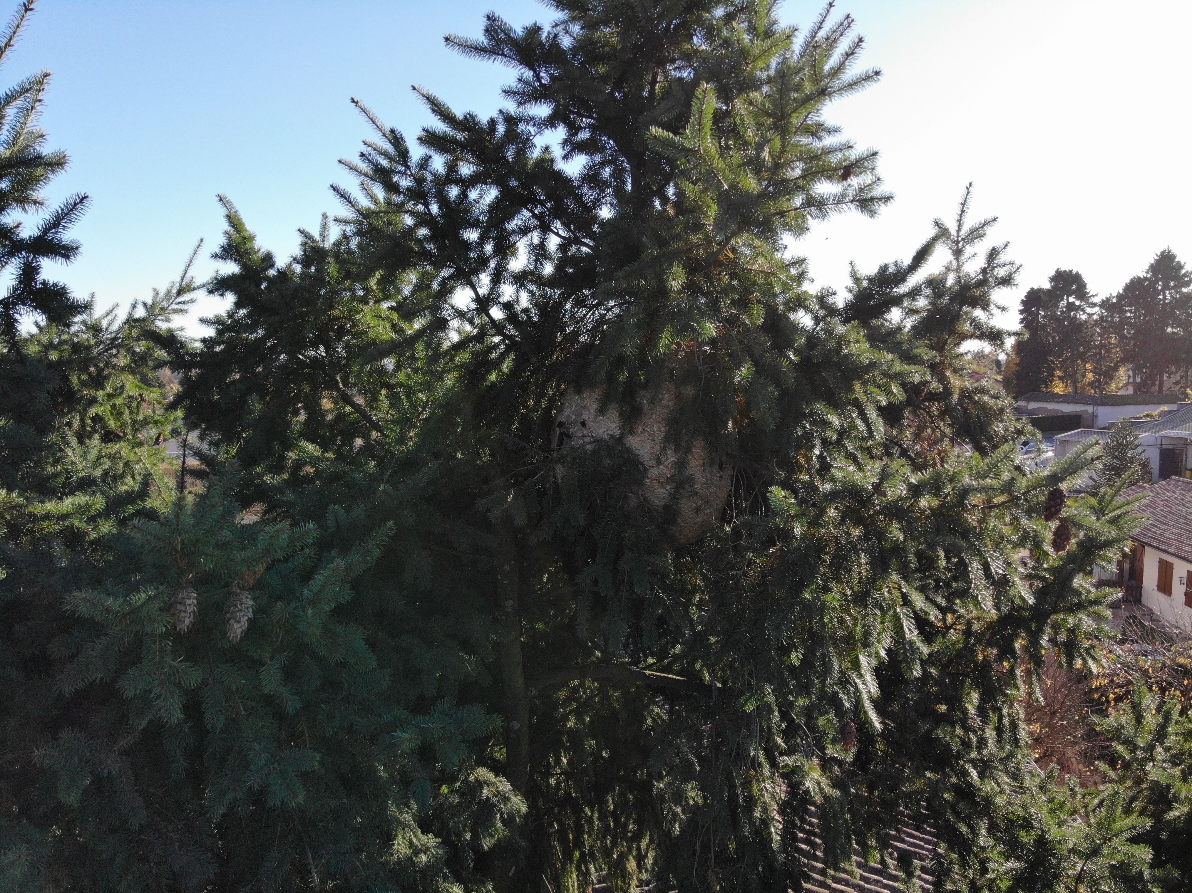 Photo du nid de frelon asiatique signalé à Saint-Georges-de-Reneins