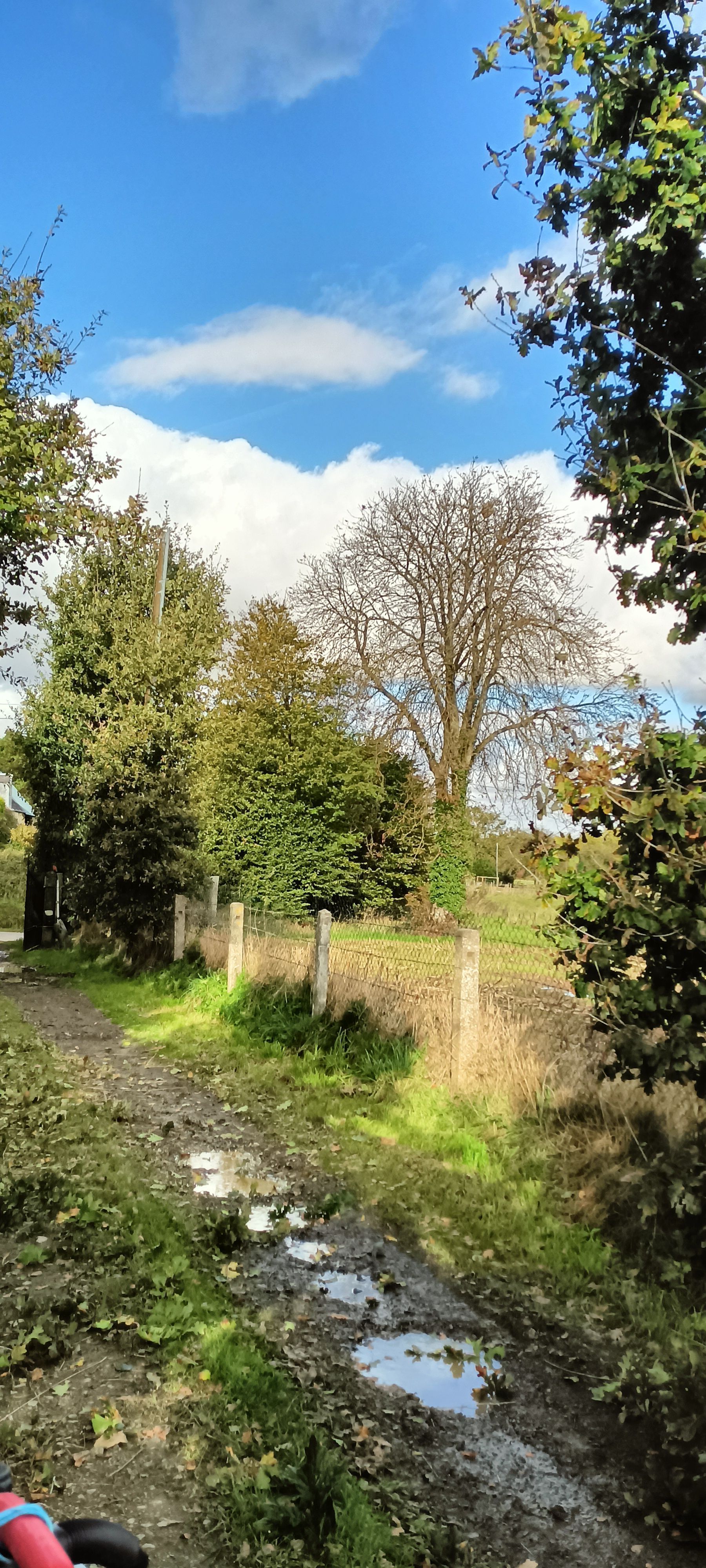 Photo du nid de frelon asiatique signalé à Landelles-et-Coupigny