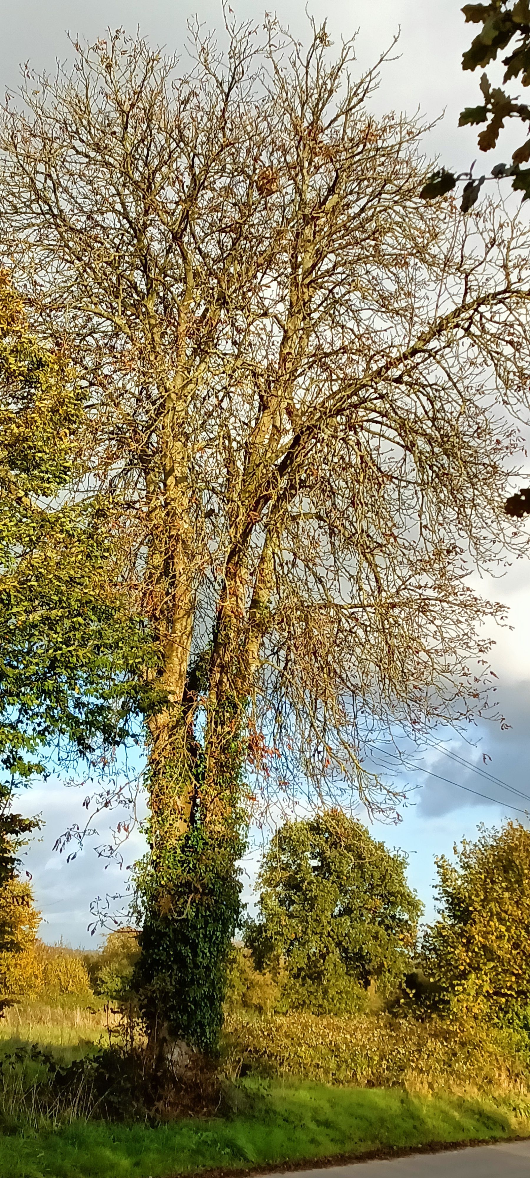 Photo du signalement #276