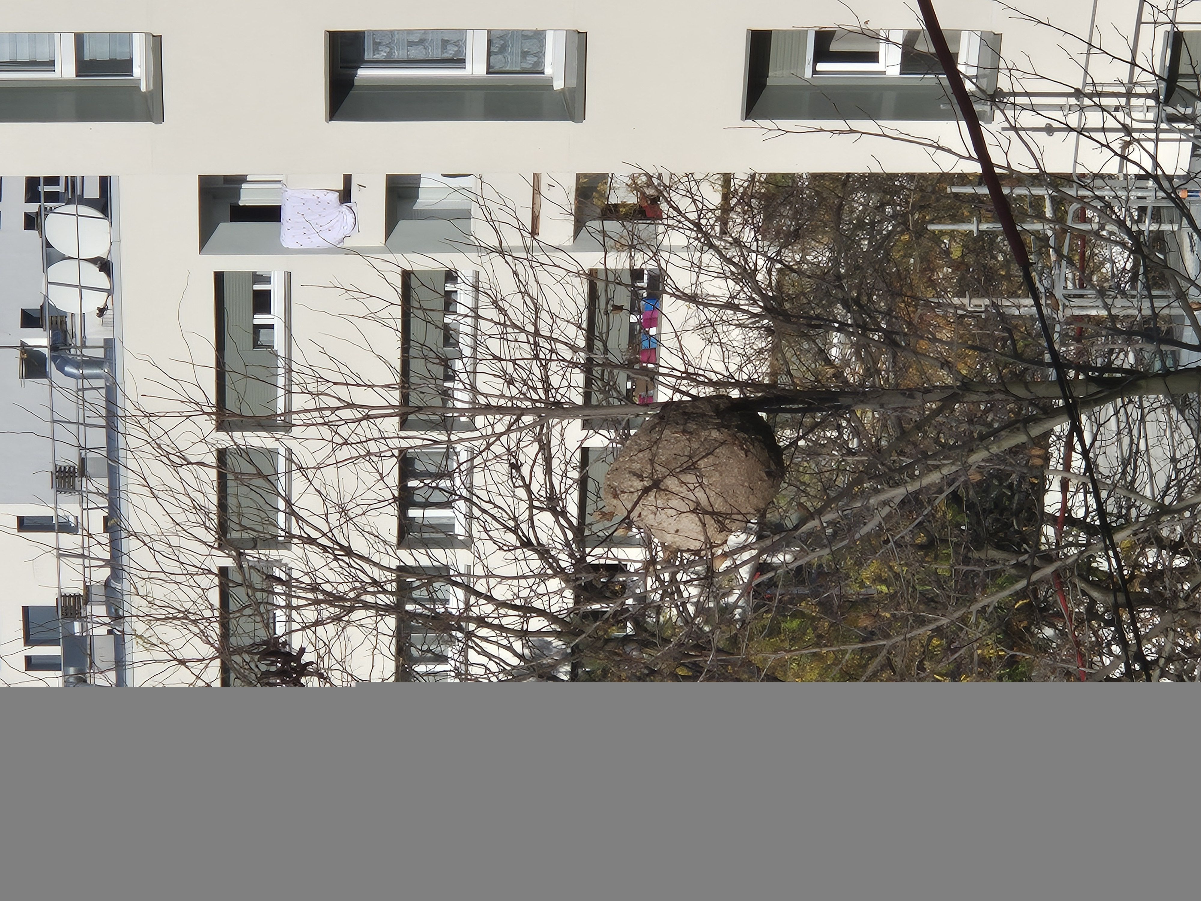 Photo du nid de frelon asiatique signalé à Garges-lès-Gonesse