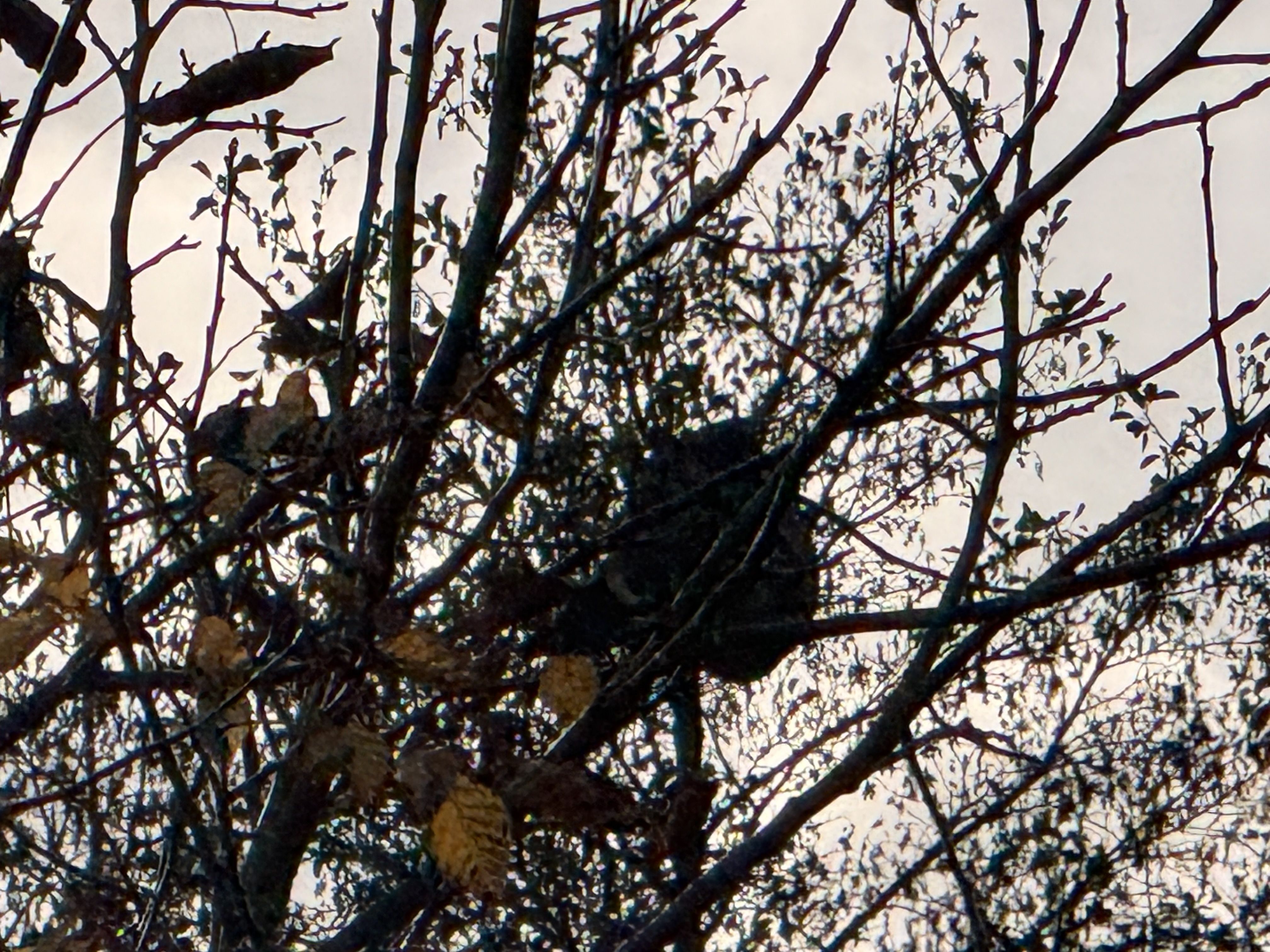 Photo du signalement #294