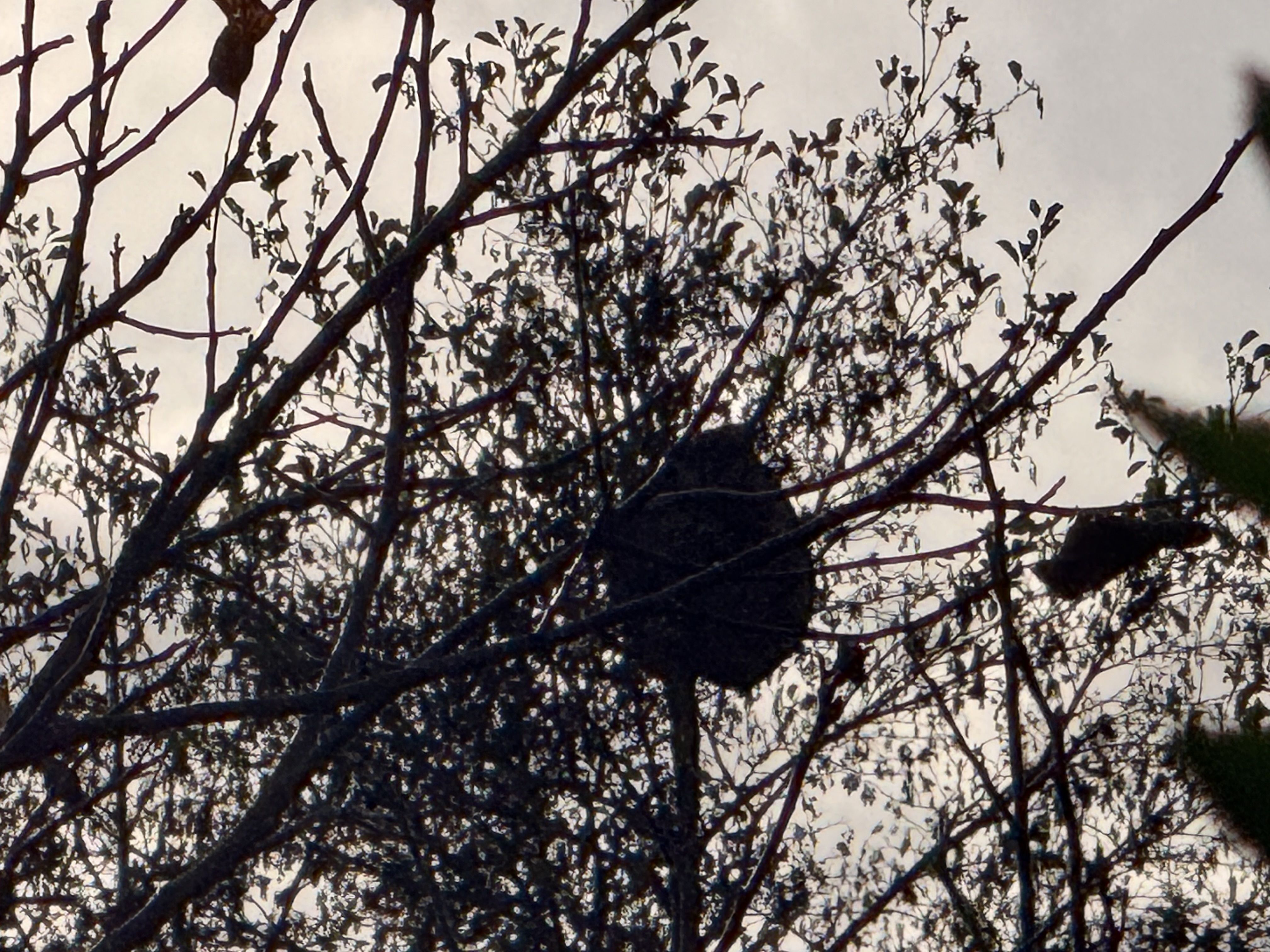 Photo du nid de frelon asiatique signalé à Ochtezeele