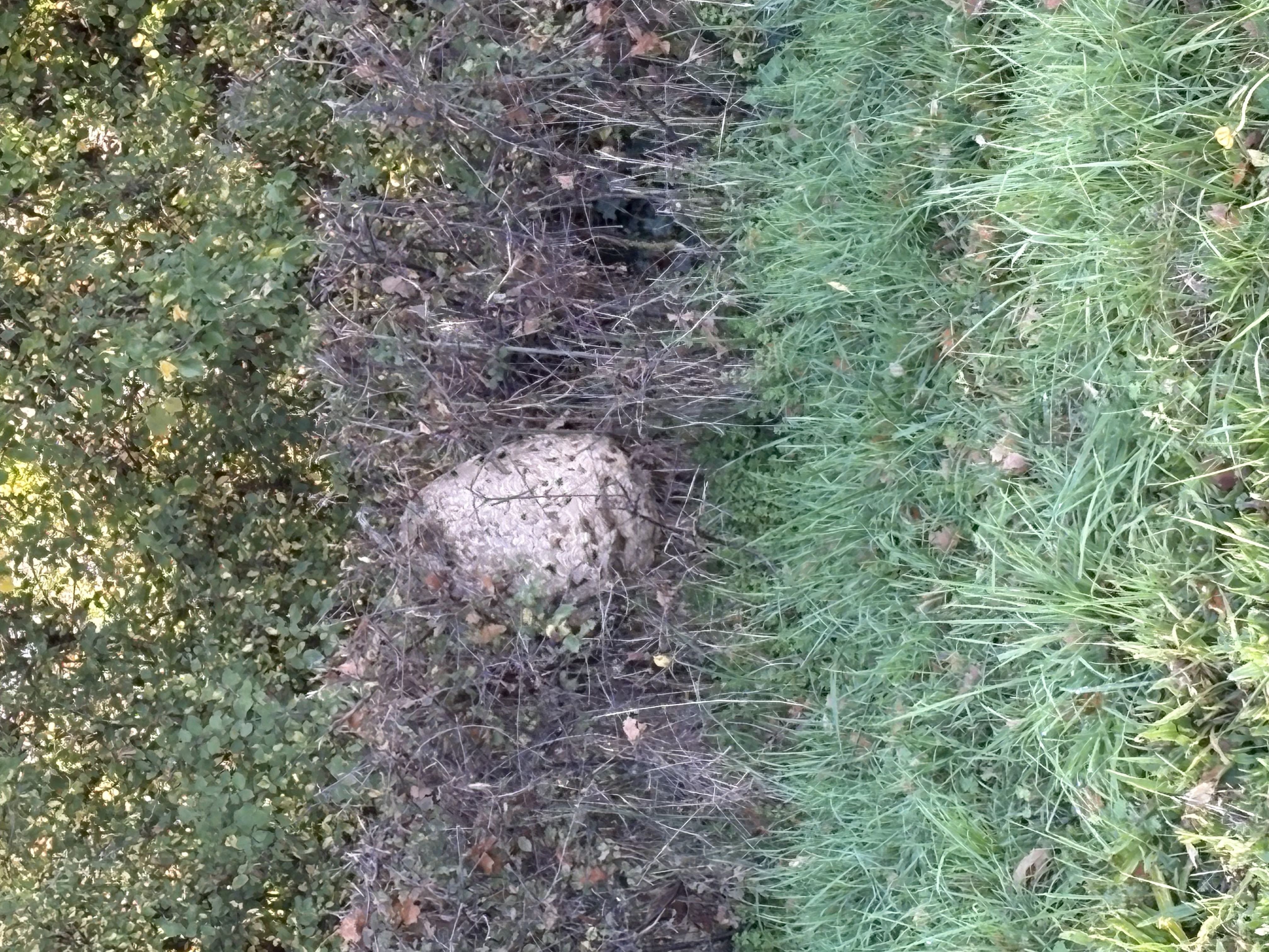 Photo du nid de frelon asiatique signalé à Villebret