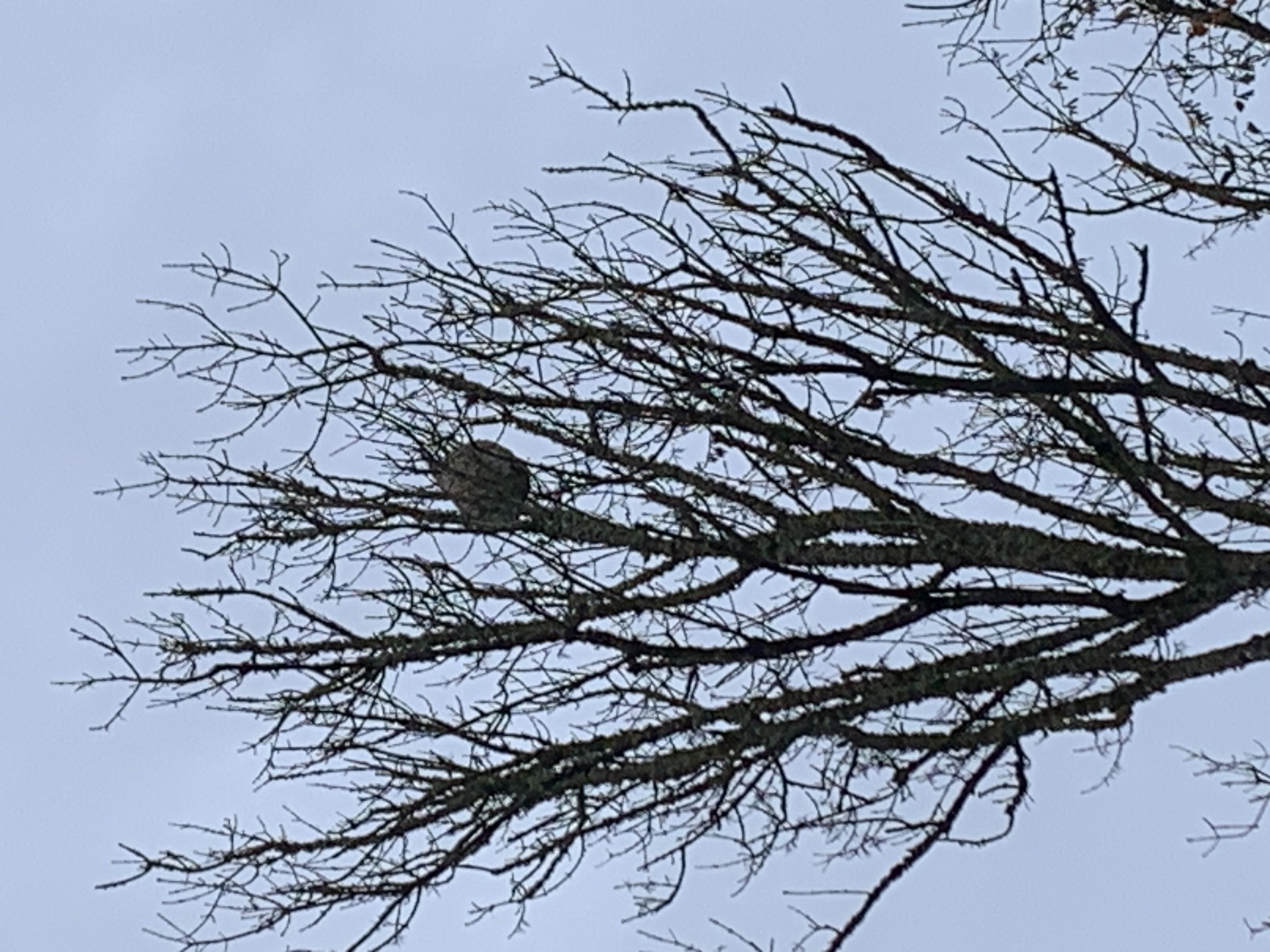 Photo du nid de frelon asiatique signalé à Manerbe
