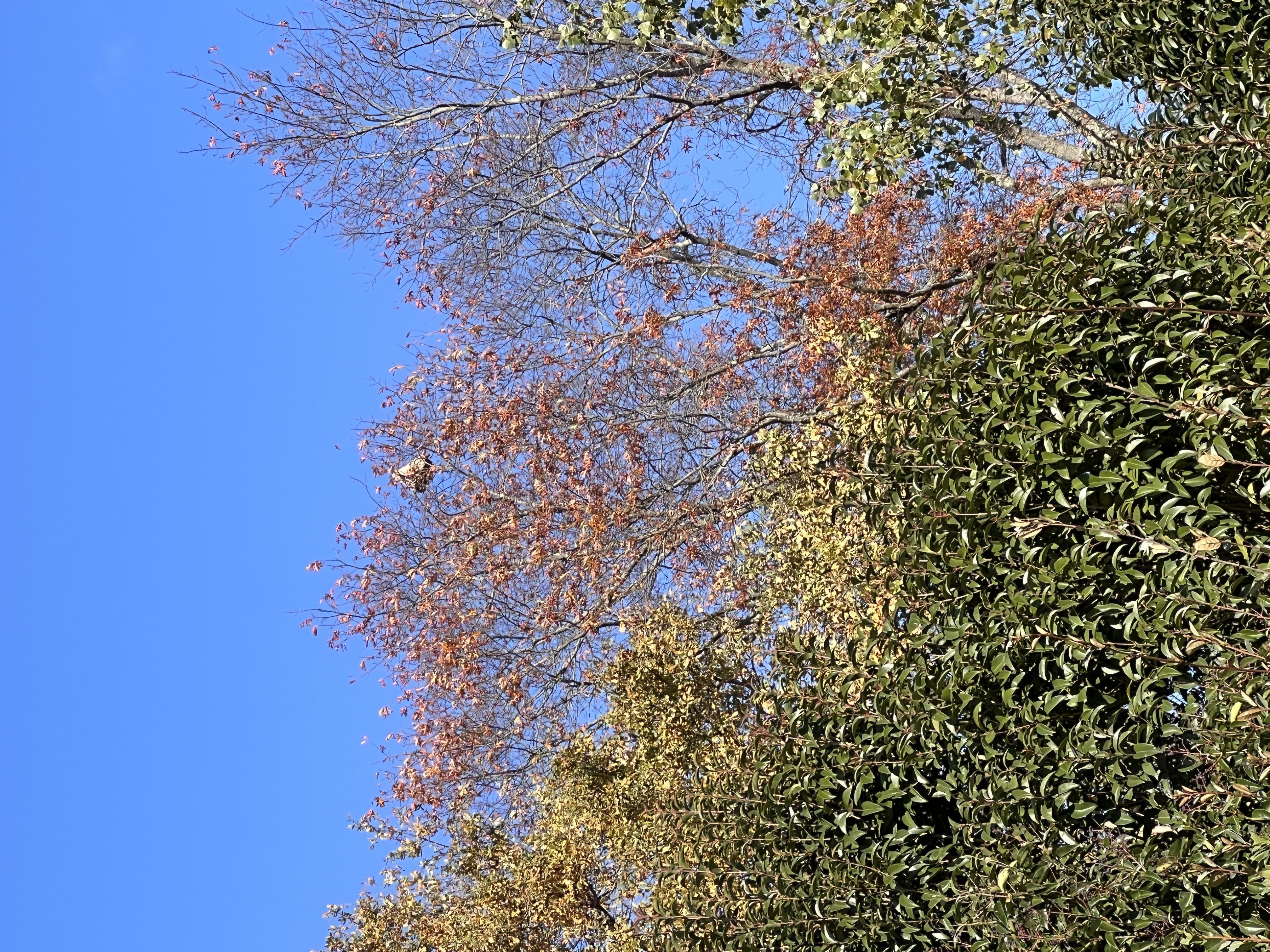 Photo du nid de frelon asiatique signalé à Tresses