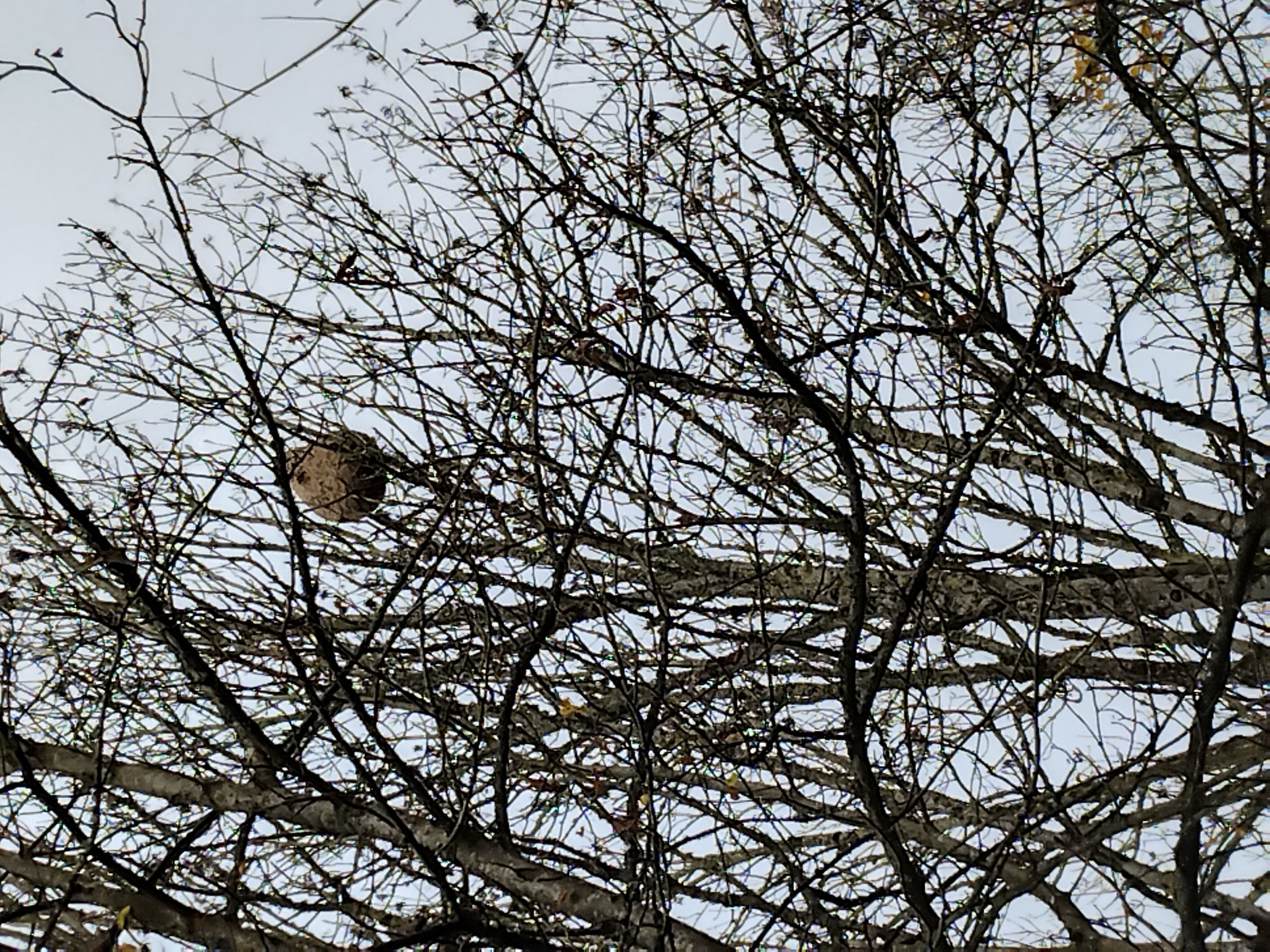 Photo du nid de frelon asiatique signalé à Conie-Molitard
