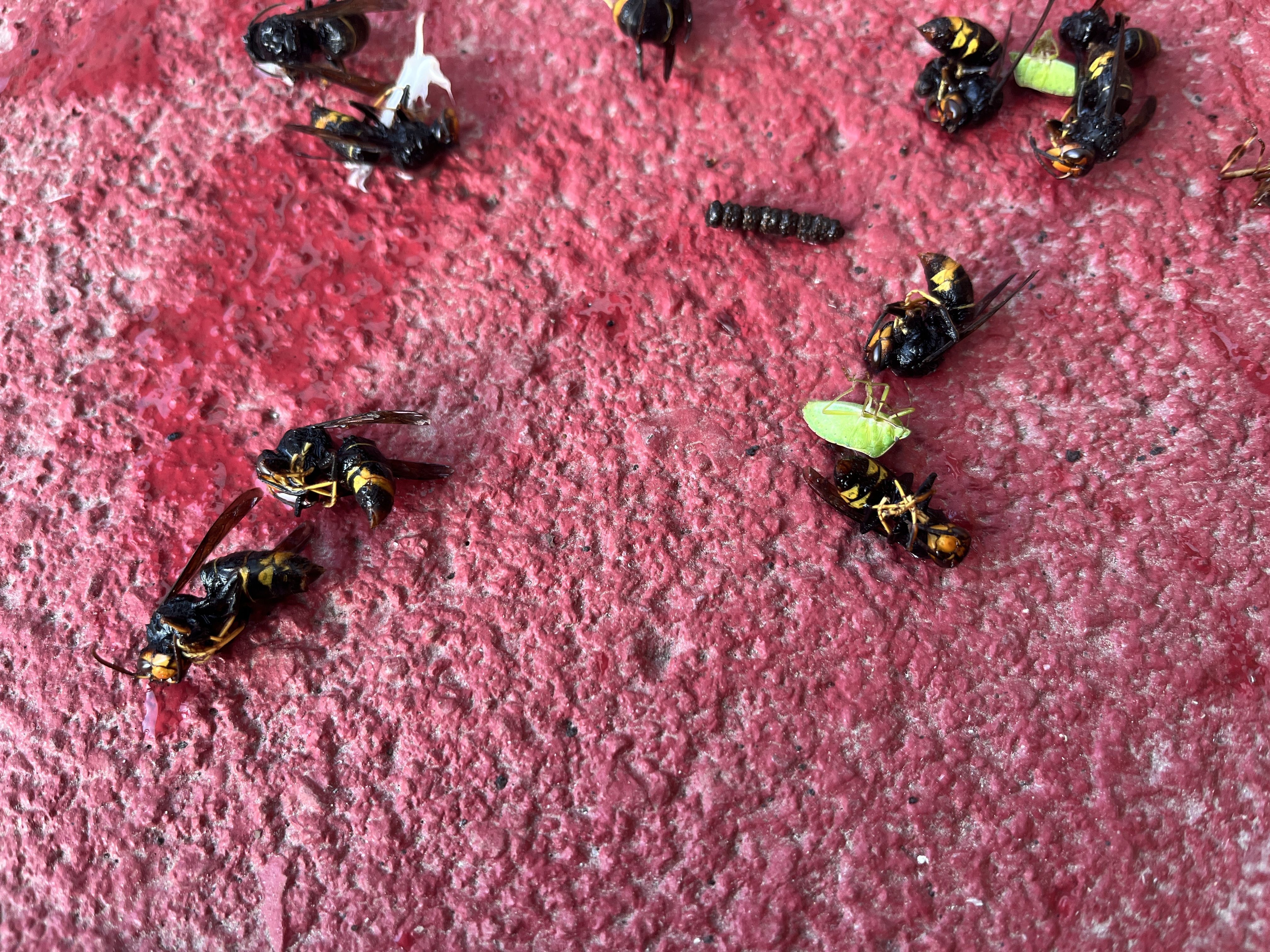 Photo du signalement #313