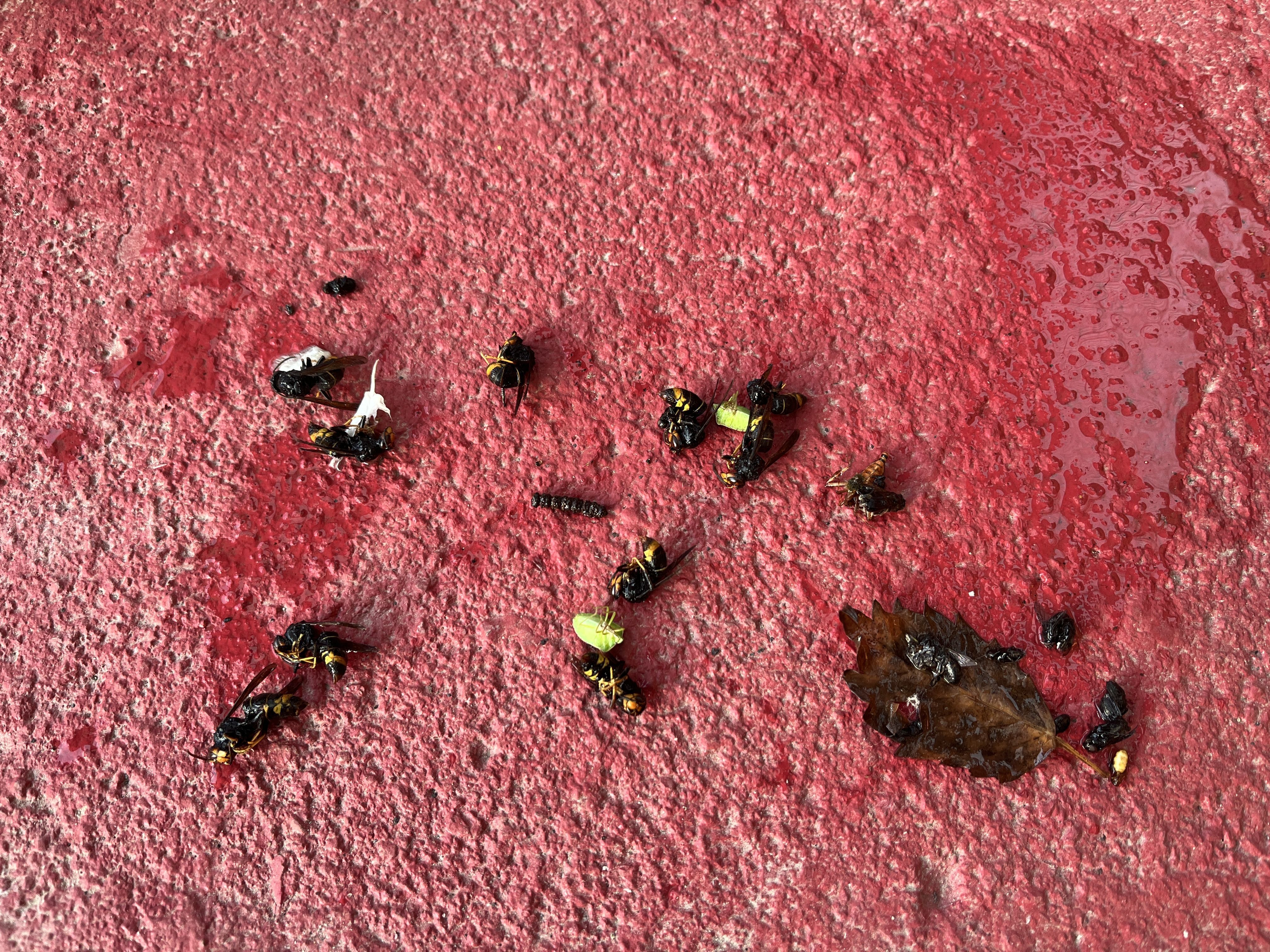 Photo du nid de frelon asiatique signalé à Les Villages Vovéens