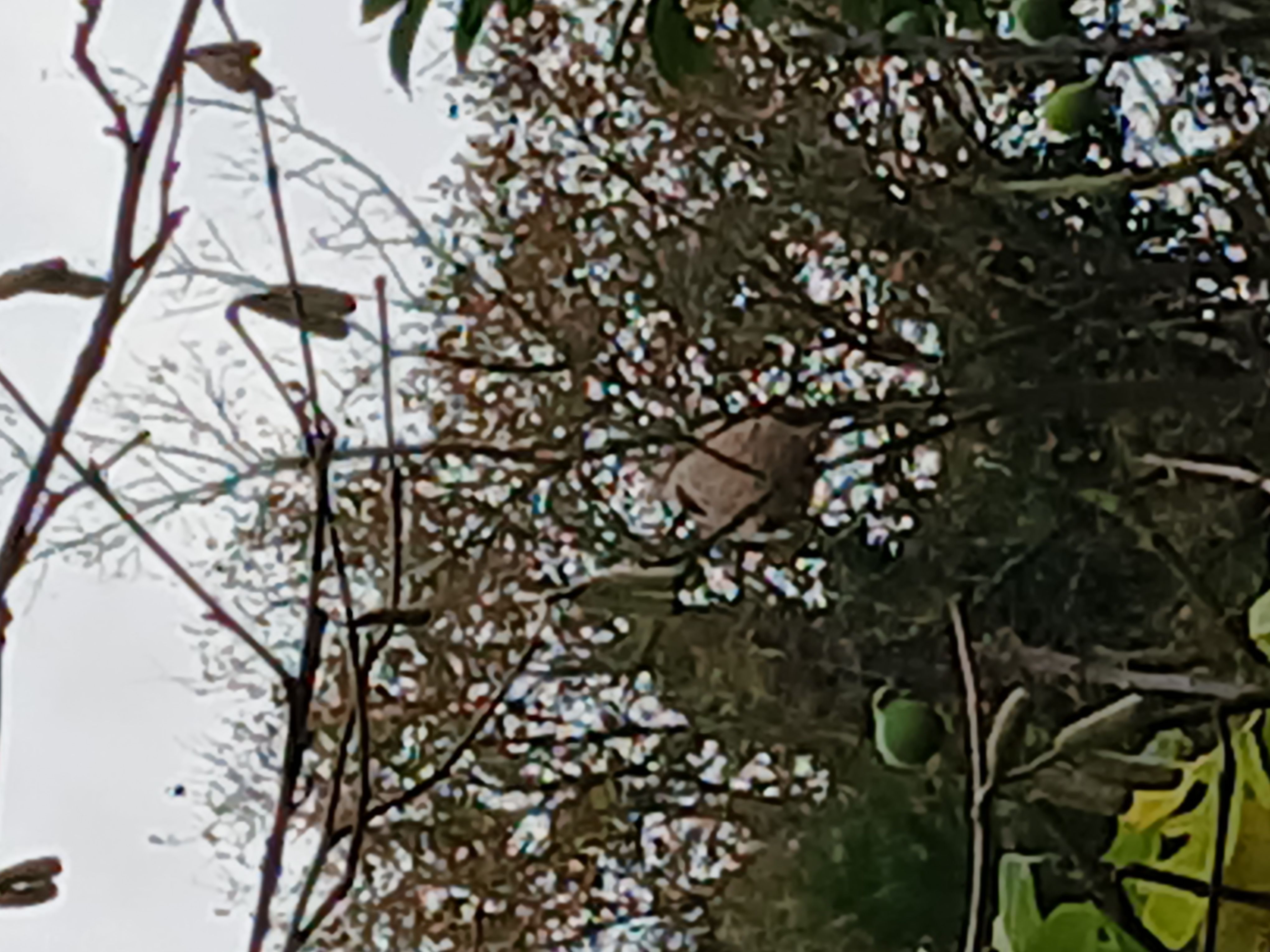 Photo du nid de frelon asiatique signalé à Saint-Aubin-des-Châteaux