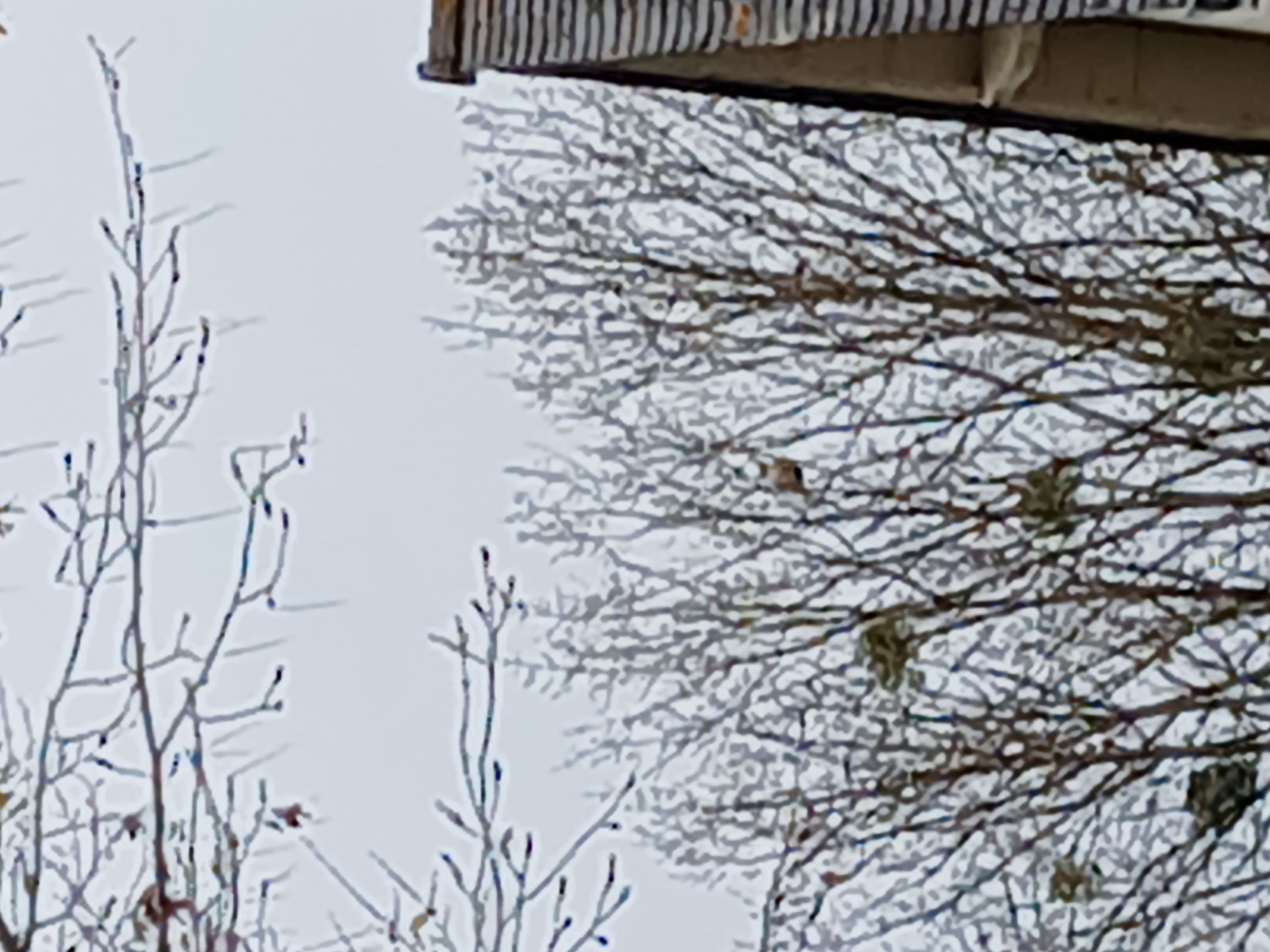 Photo du nid de frelon asiatique signalé à Grand-Auverné