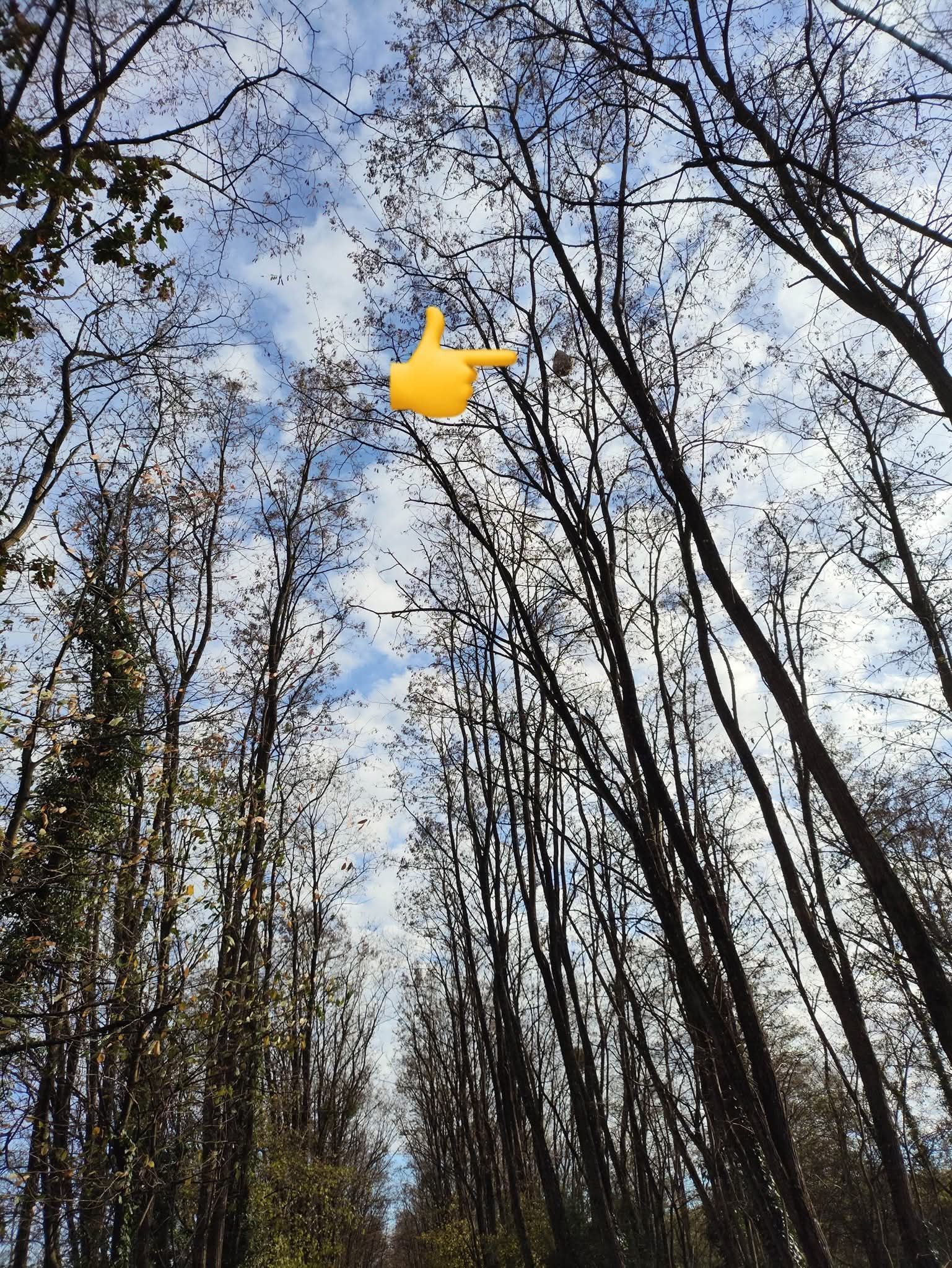 Photo du nid de frelon asiatique signalé à Châteaubriant