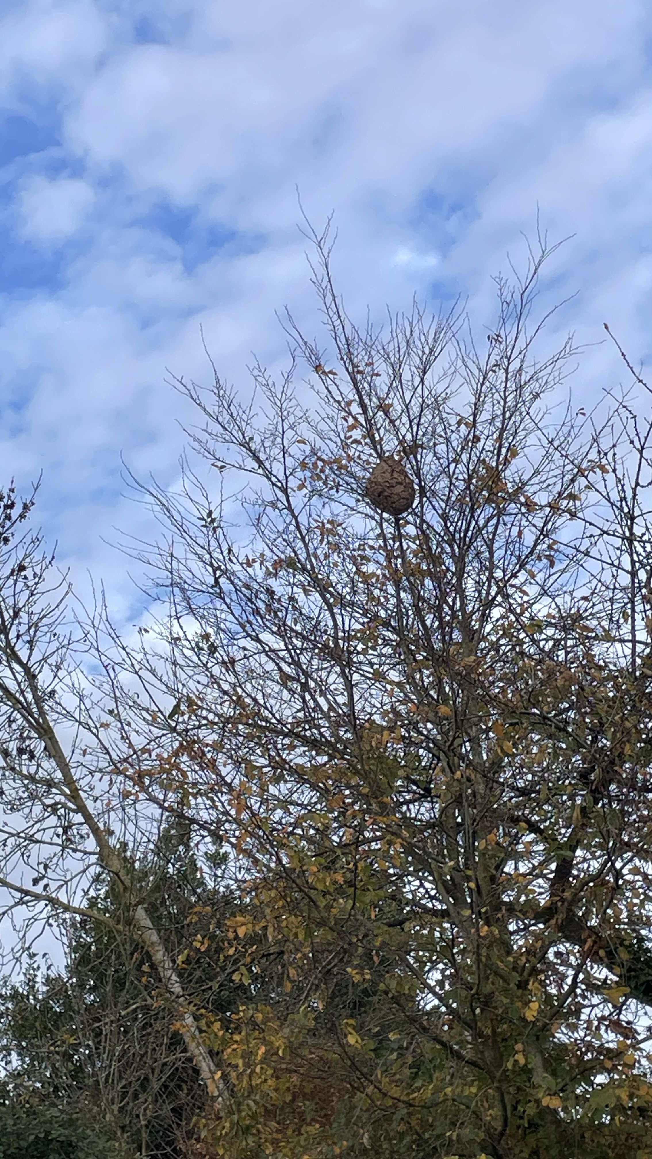 Photo du nid de frelon asiatique signalé à Condé-en-Normandie