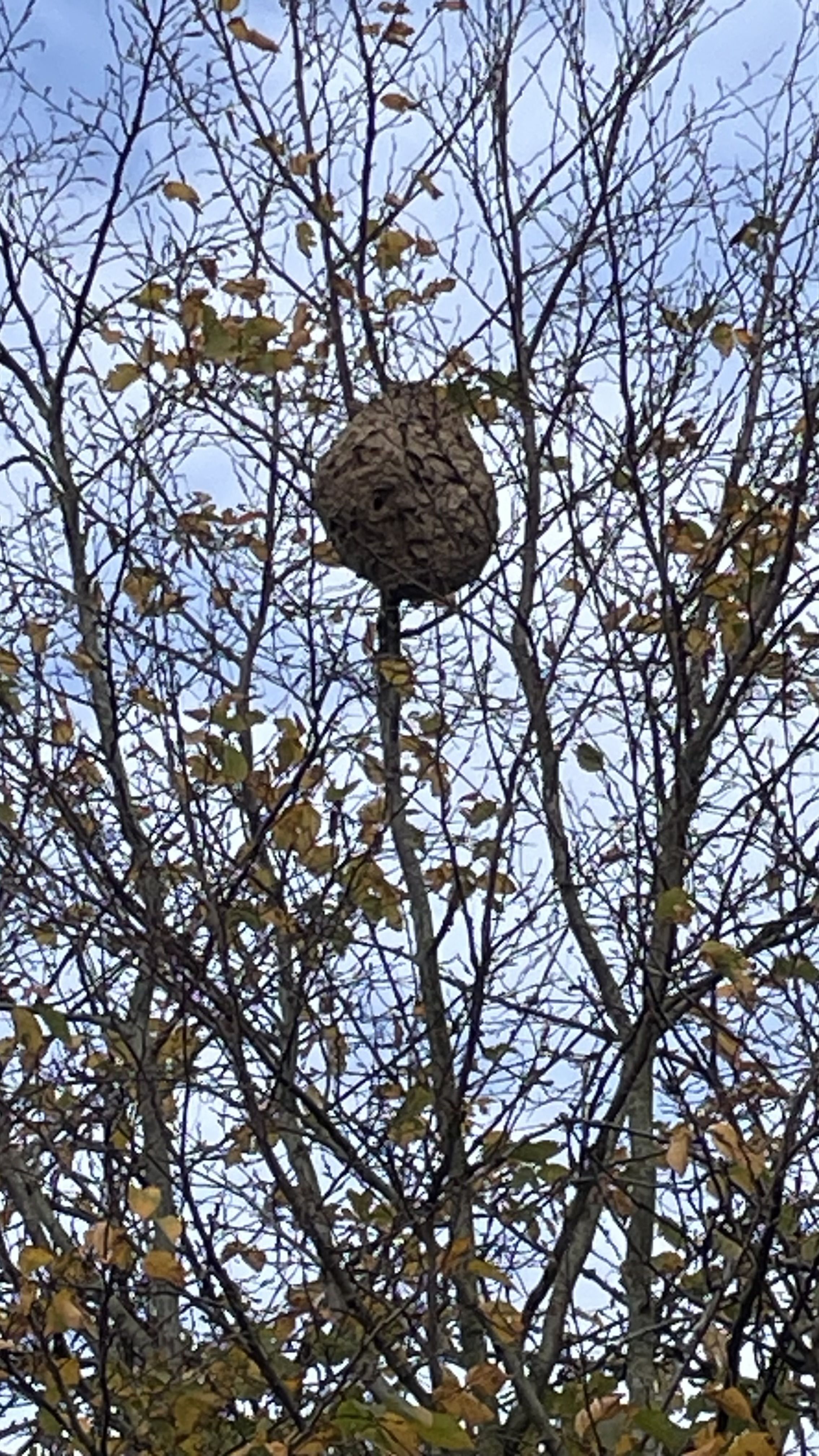 Photo du signalement #322