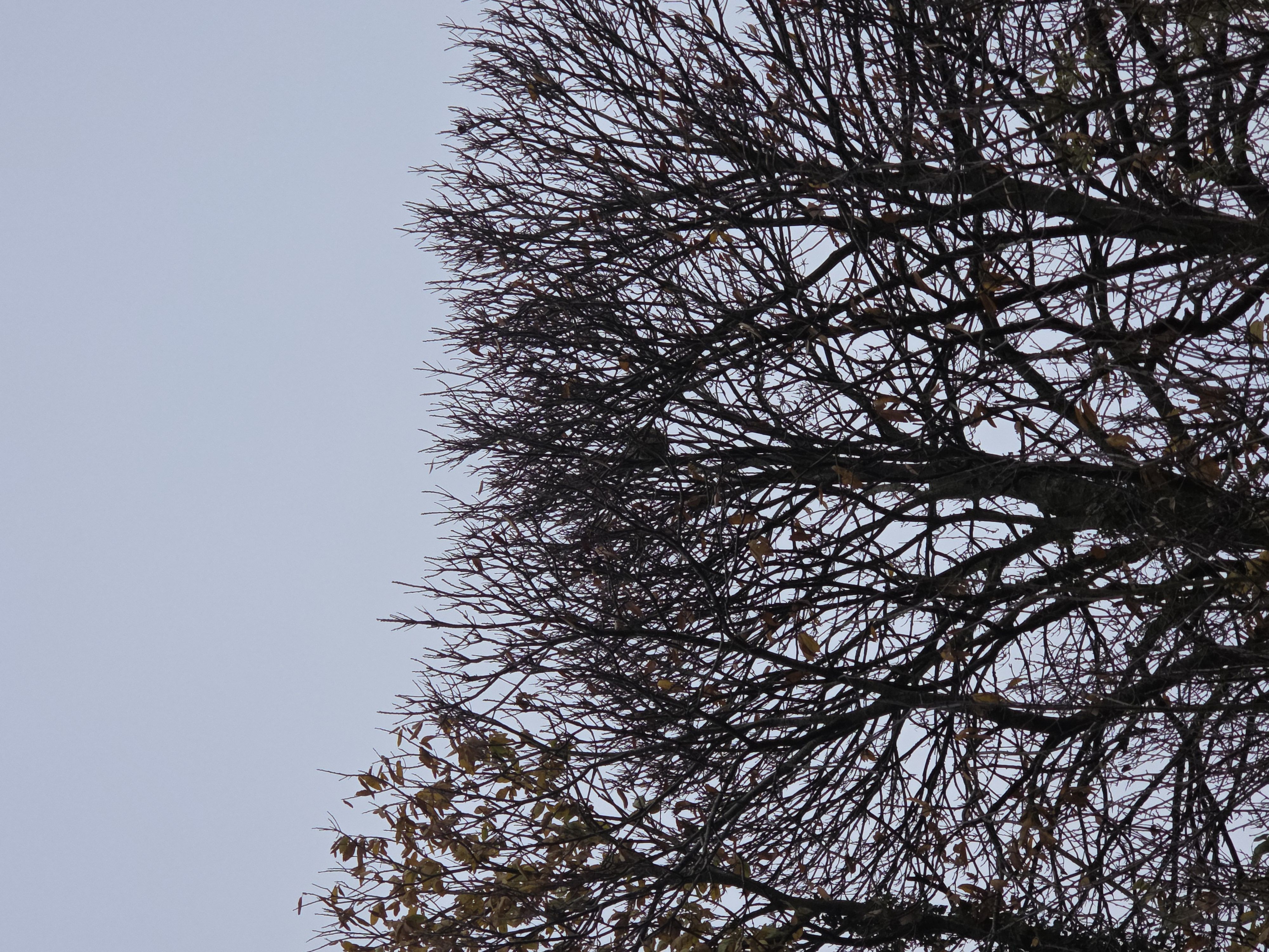 Photo du nid de frelon asiatique signalé à Seboncourt