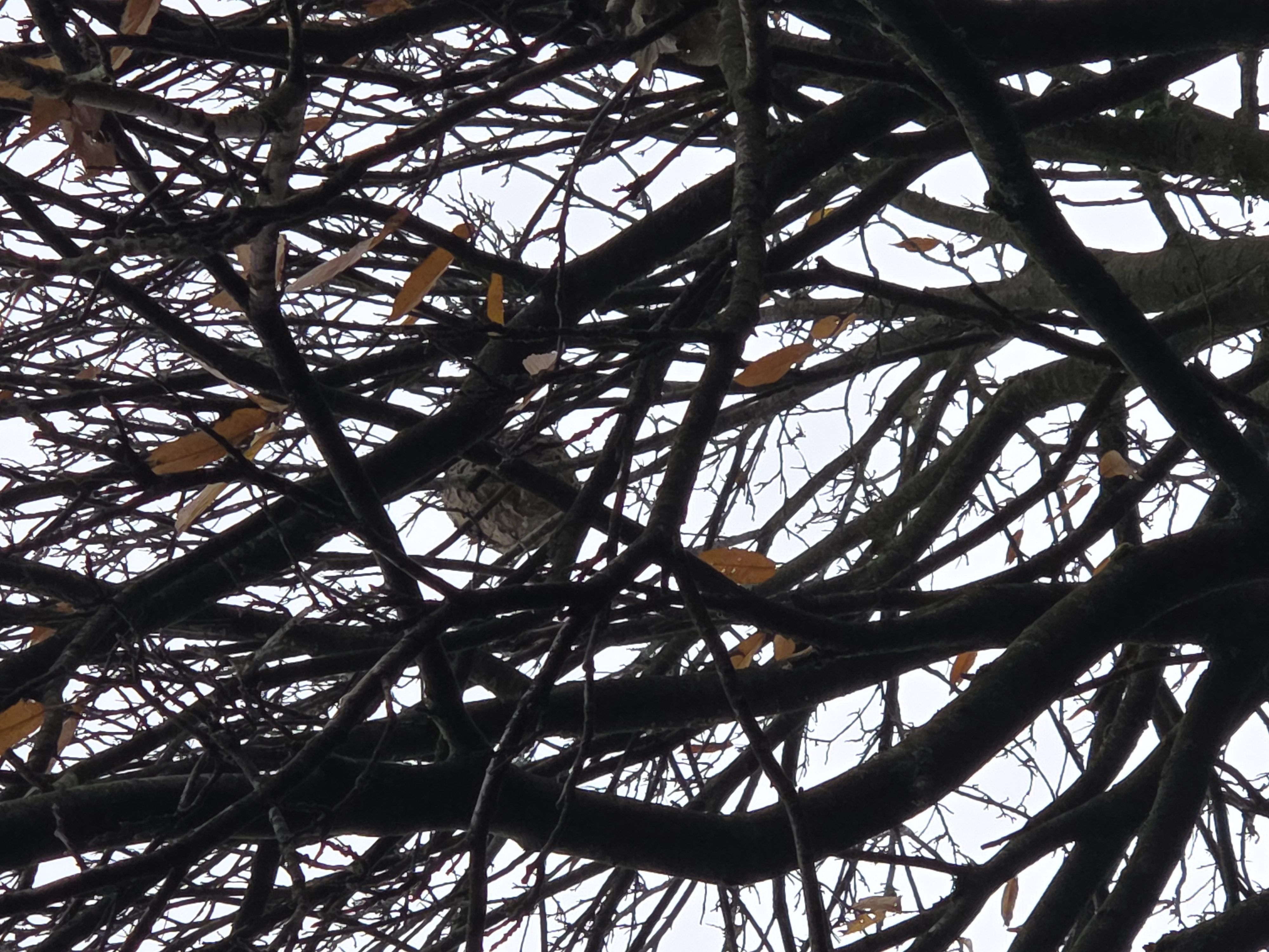 Photo du signalement #325