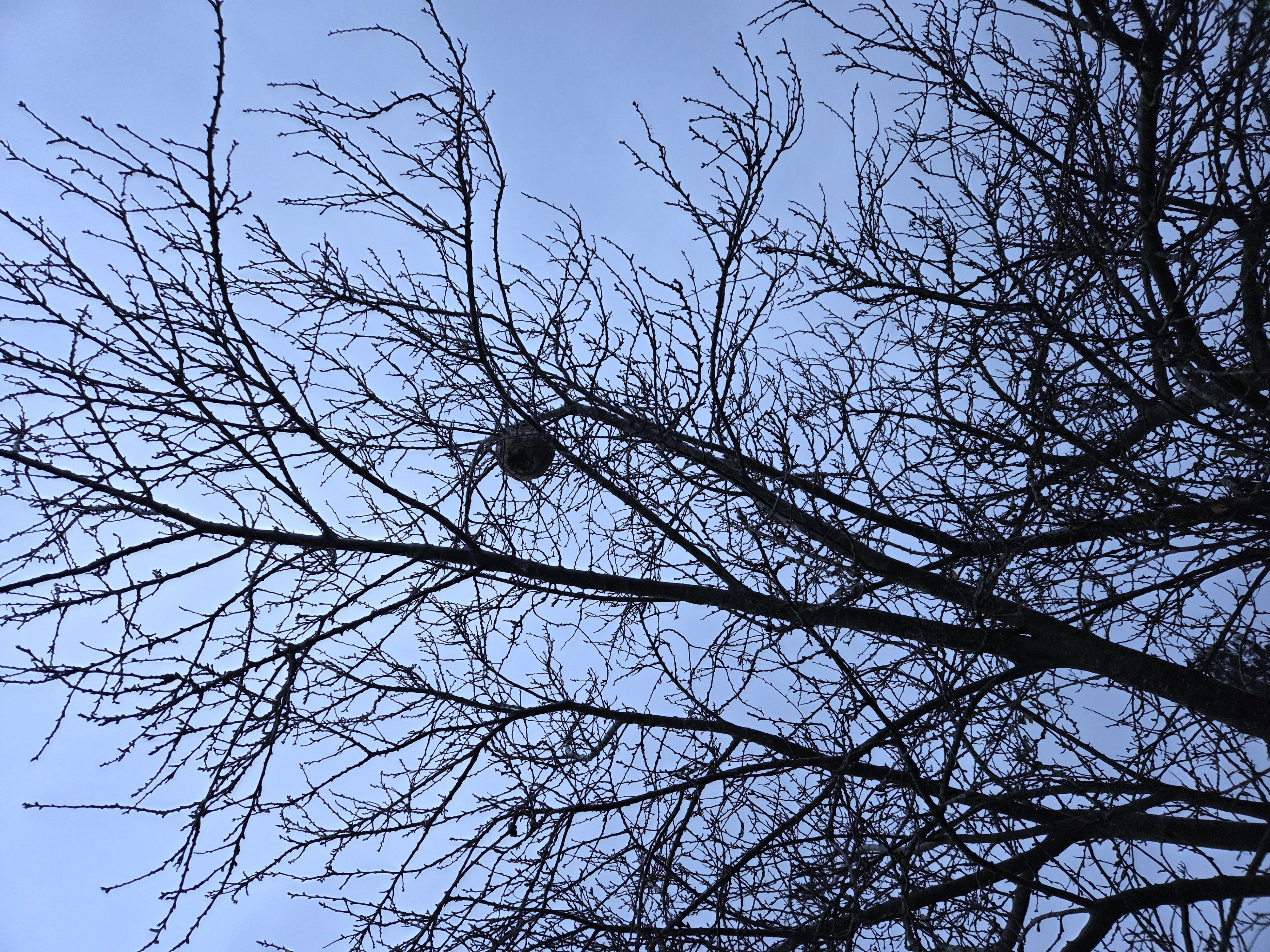 Photo du nid de frelon asiatique signalé à Seboncourt