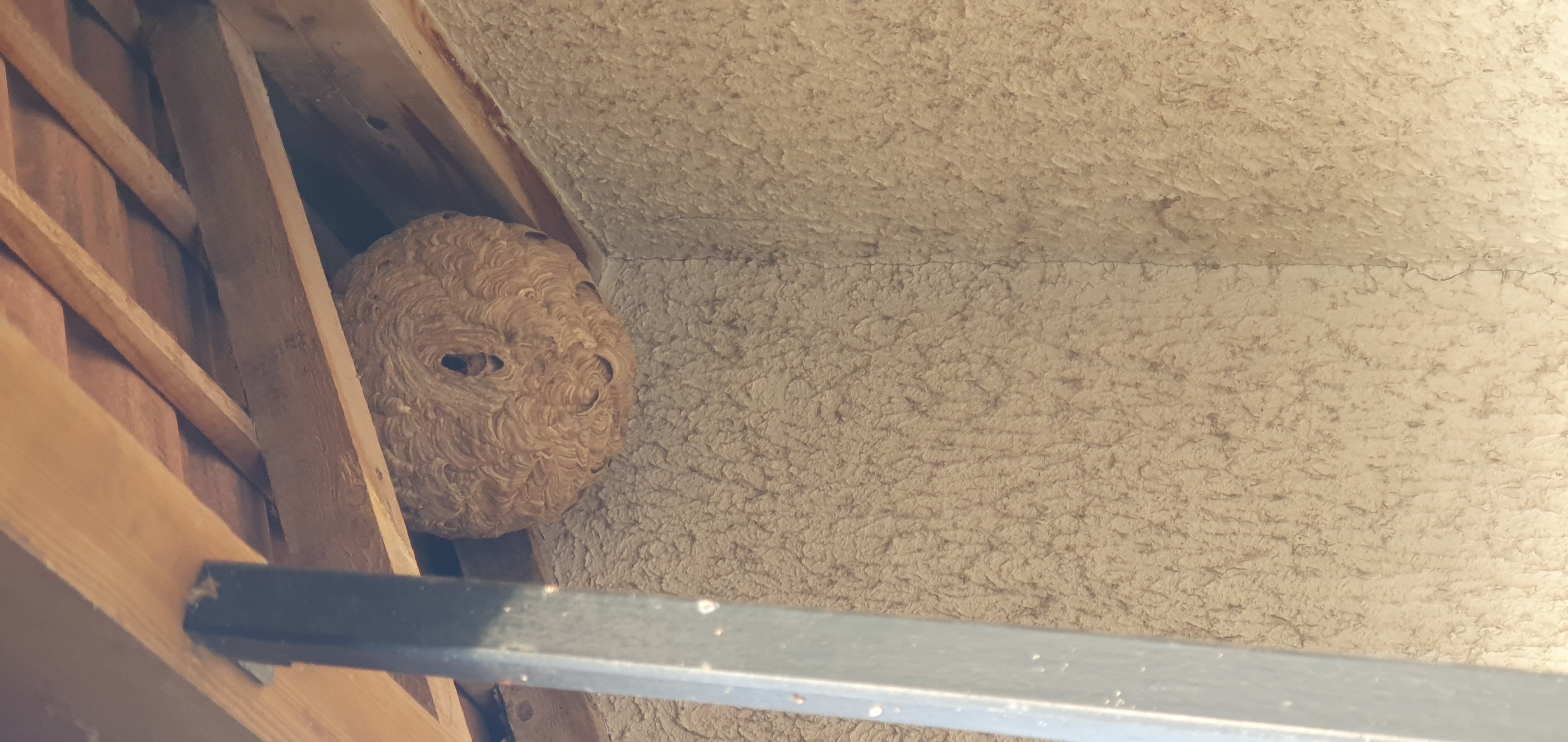 Photo du nid de frelon asiatique signalé à Gizy