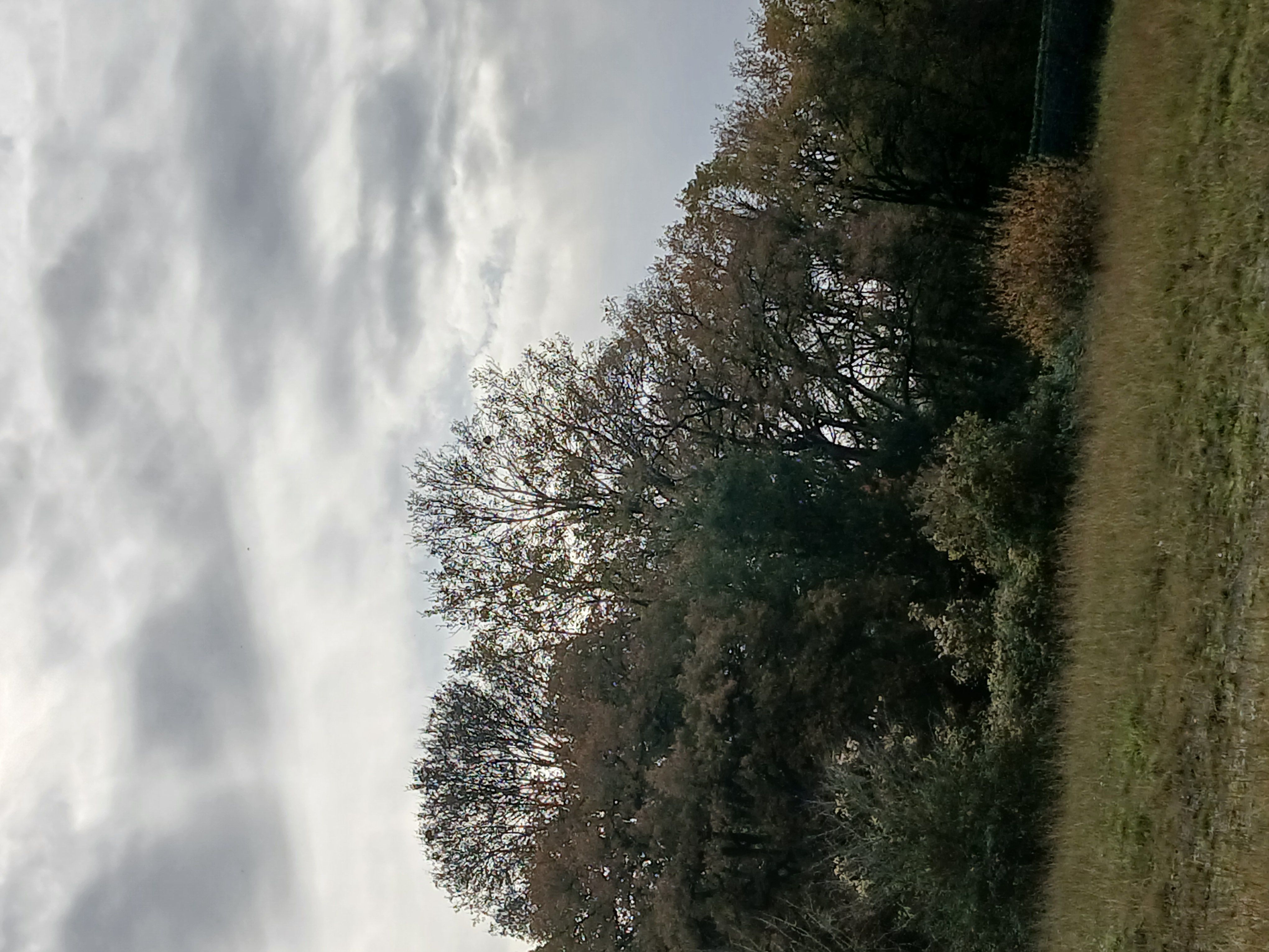 Photo du nid de frelon asiatique signalé à Erbray