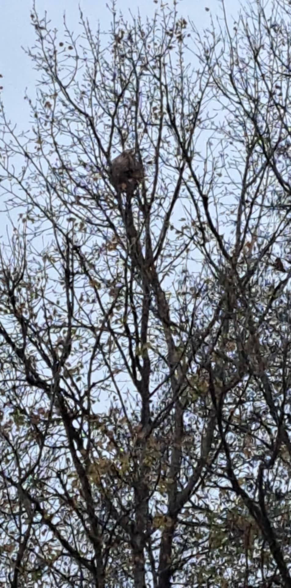 Photo du nid de frelon asiatique signalé à Warmeriville