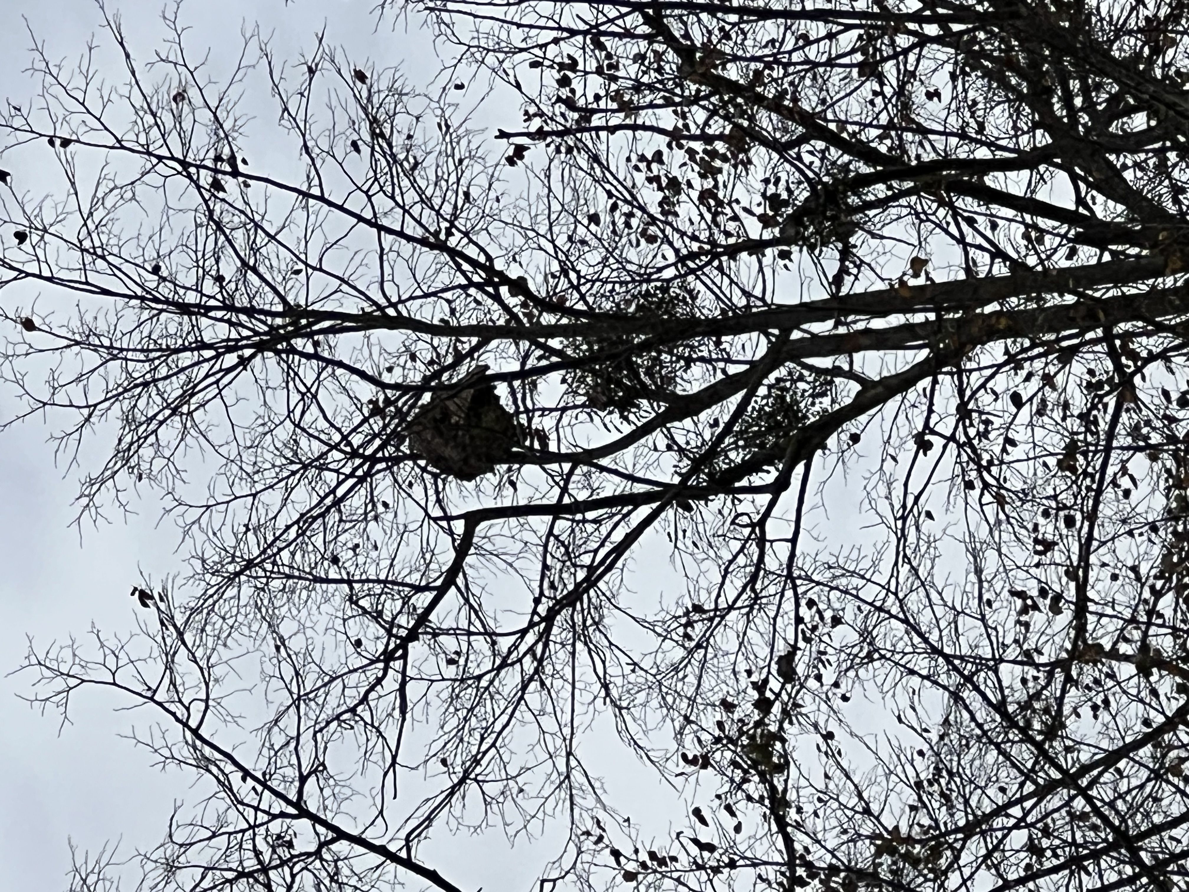 Photo du nid de frelon asiatique signalé à Cazères