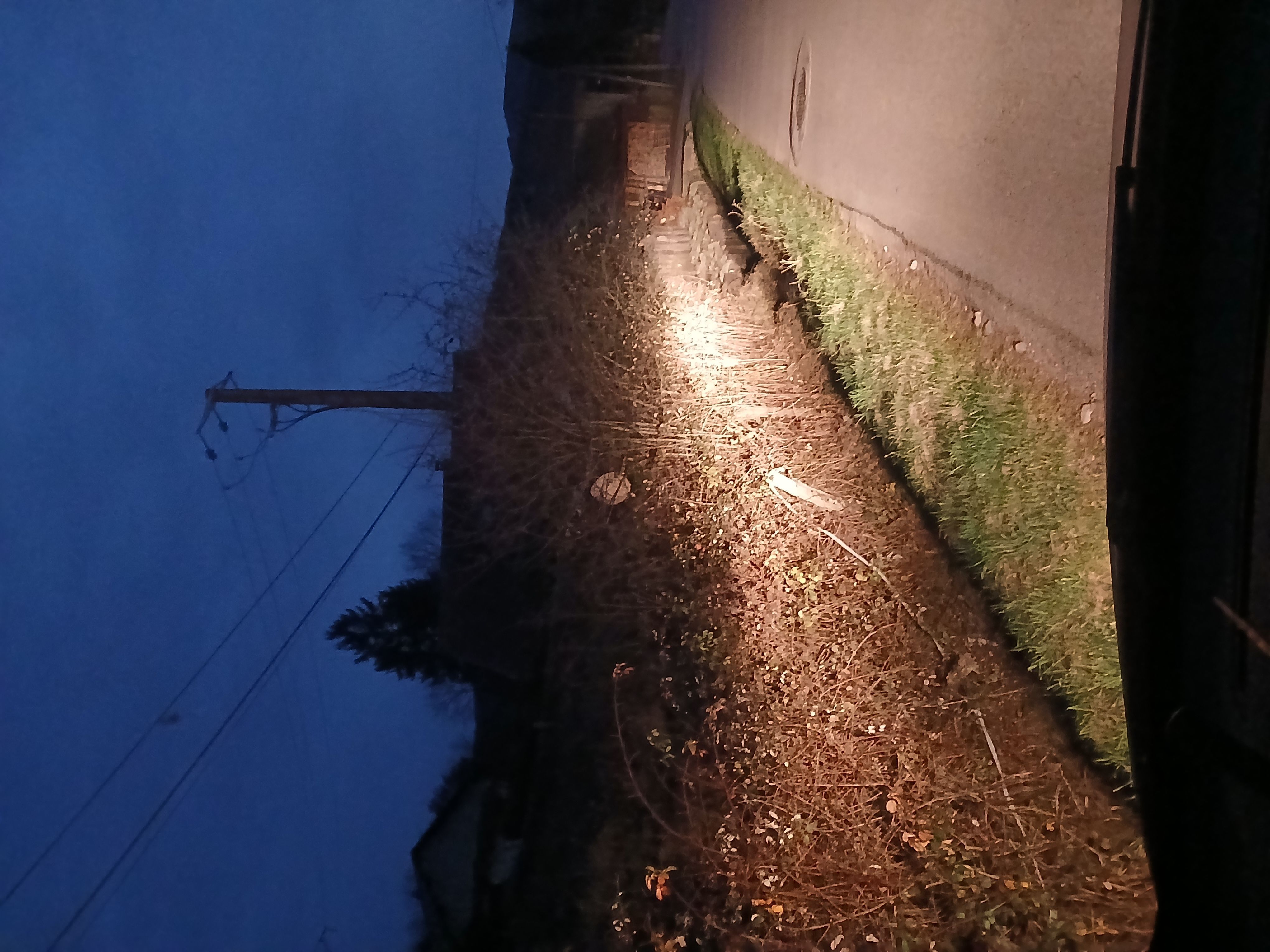 Photo du nid de frelon asiatique signalé à Fraize