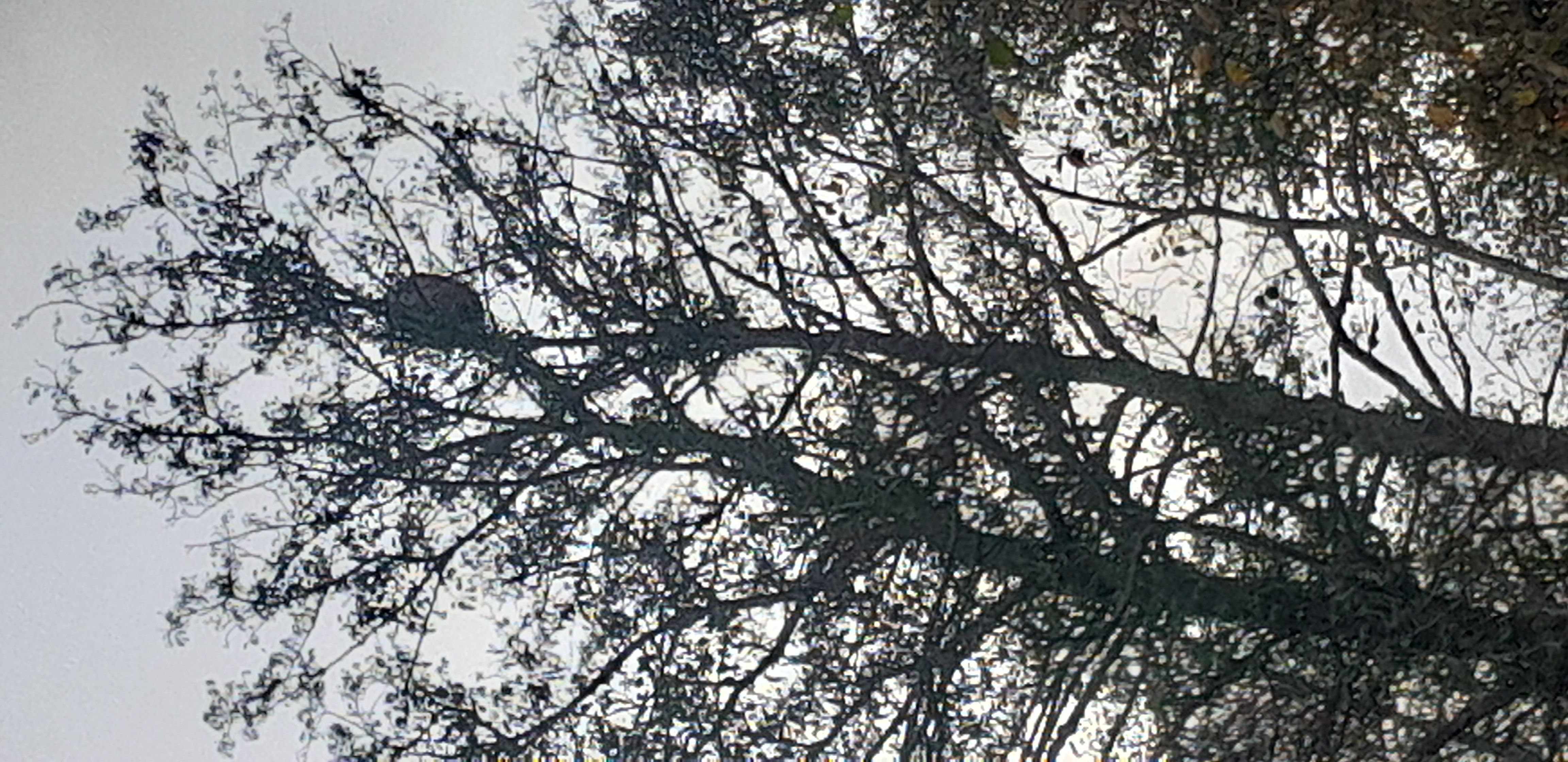 Photo du nid de frelon asiatique signalé à Le Minihic-sur-Rance