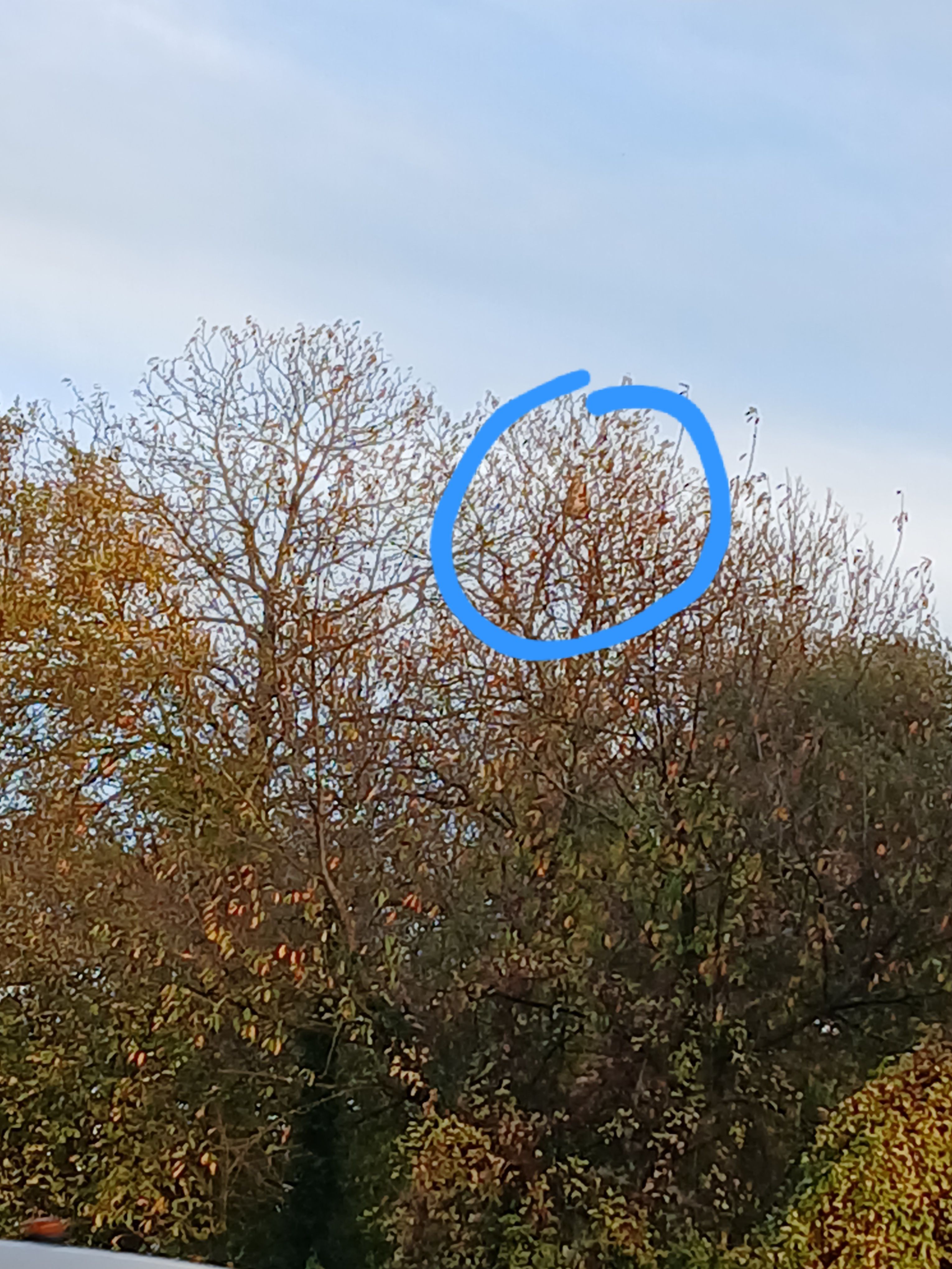 Photo du nid de frelon asiatique signalé à Saint-Martin-du-Limet