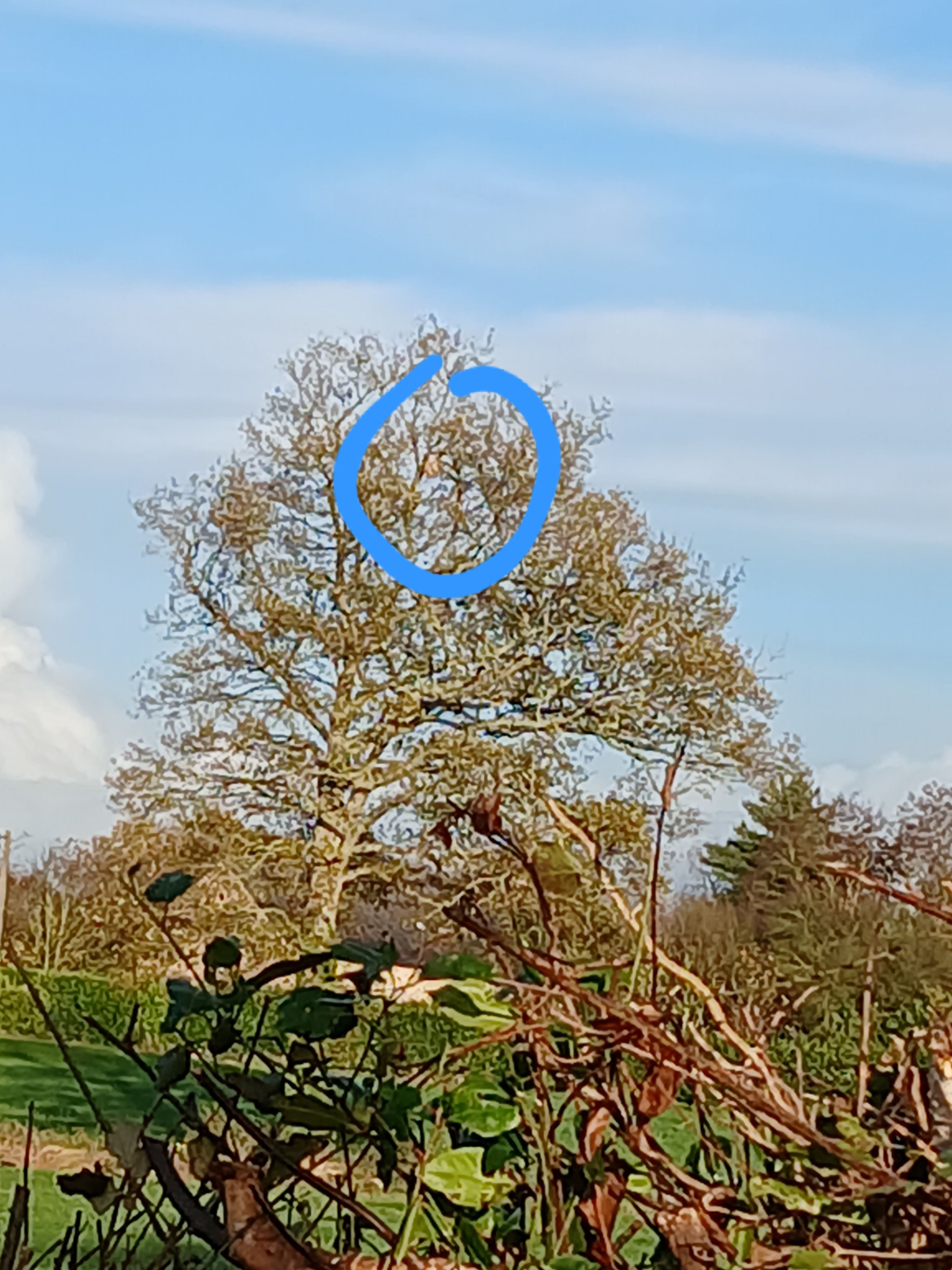 Photo du nid de frelon asiatique signalé à Prée-d'Anjou