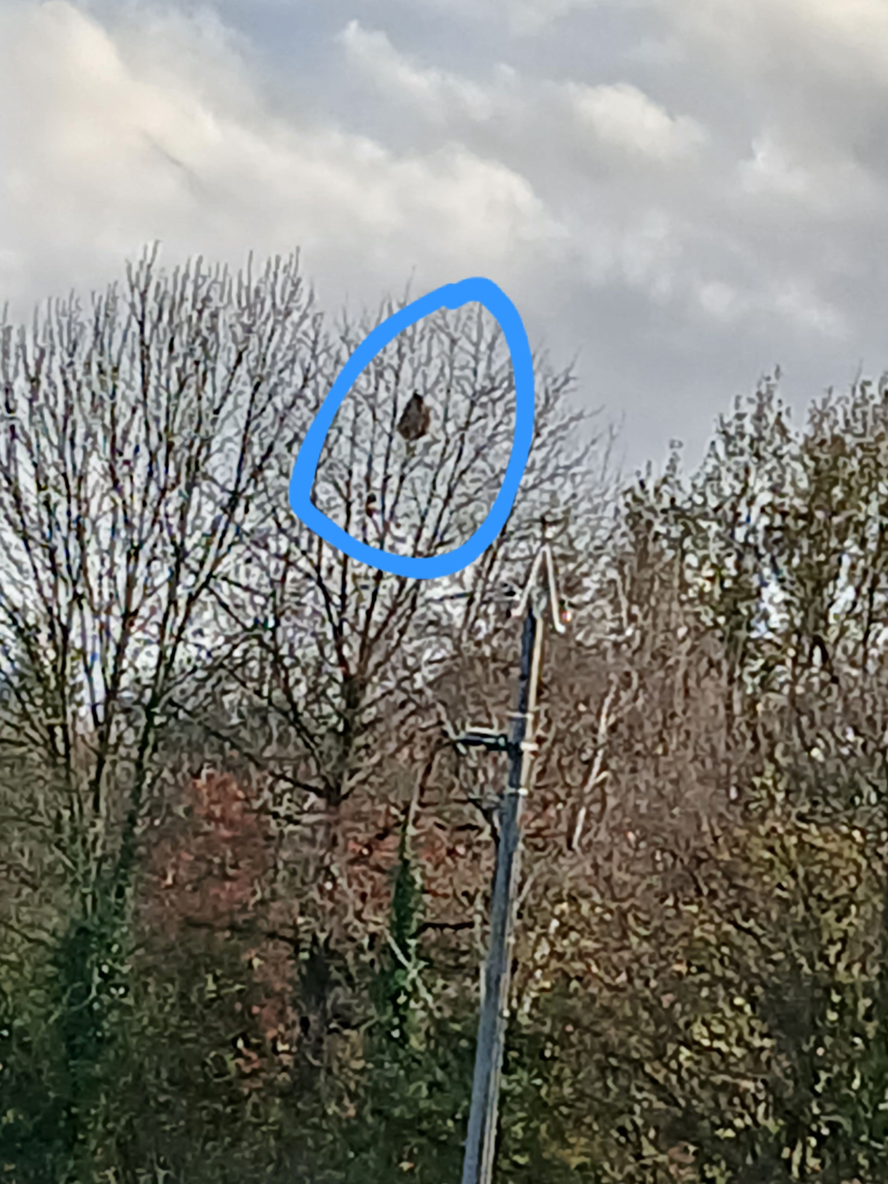 Photo du nid de frelon asiatique signalé à Château-Gontier-sur-Mayenne