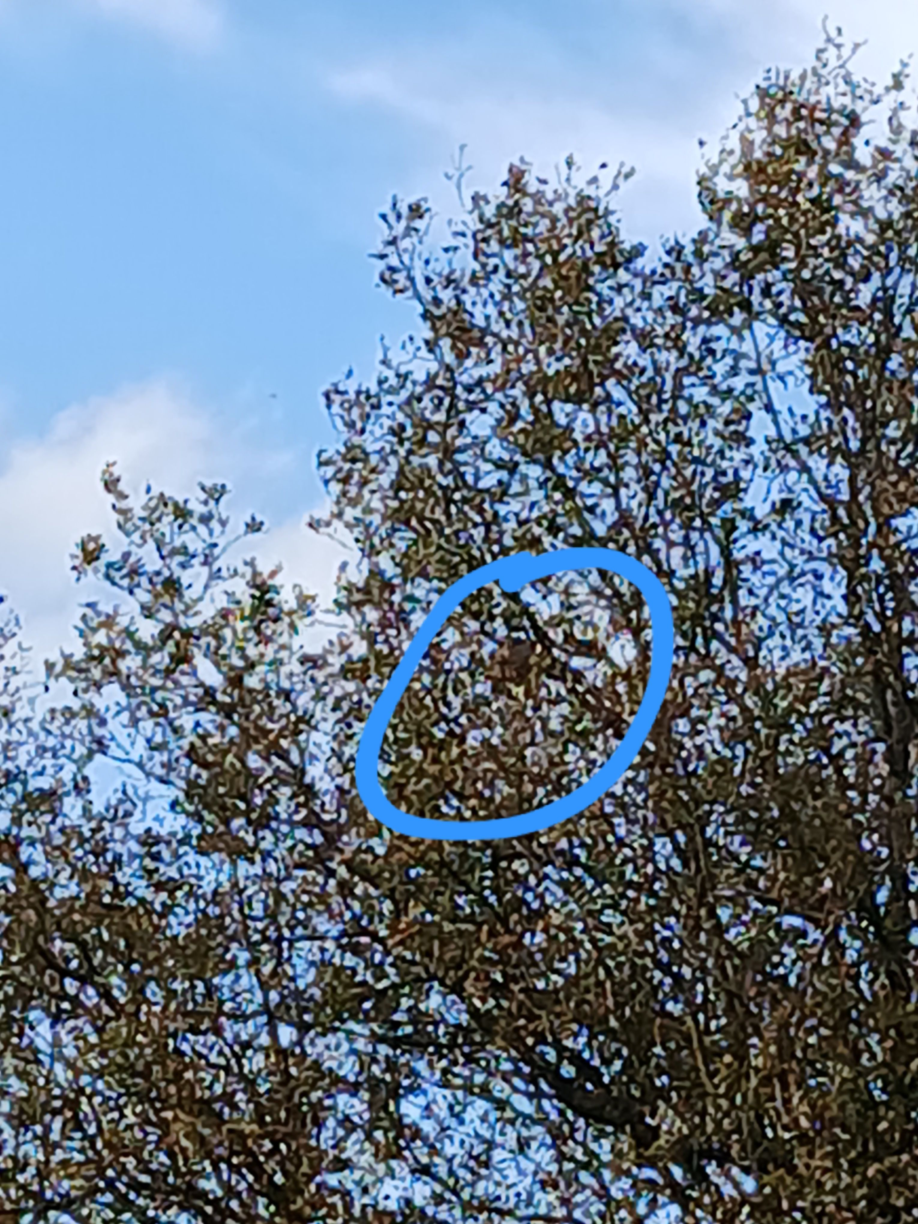 Photo du nid de frelon asiatique signalé à Segré-en-Anjou Bleu