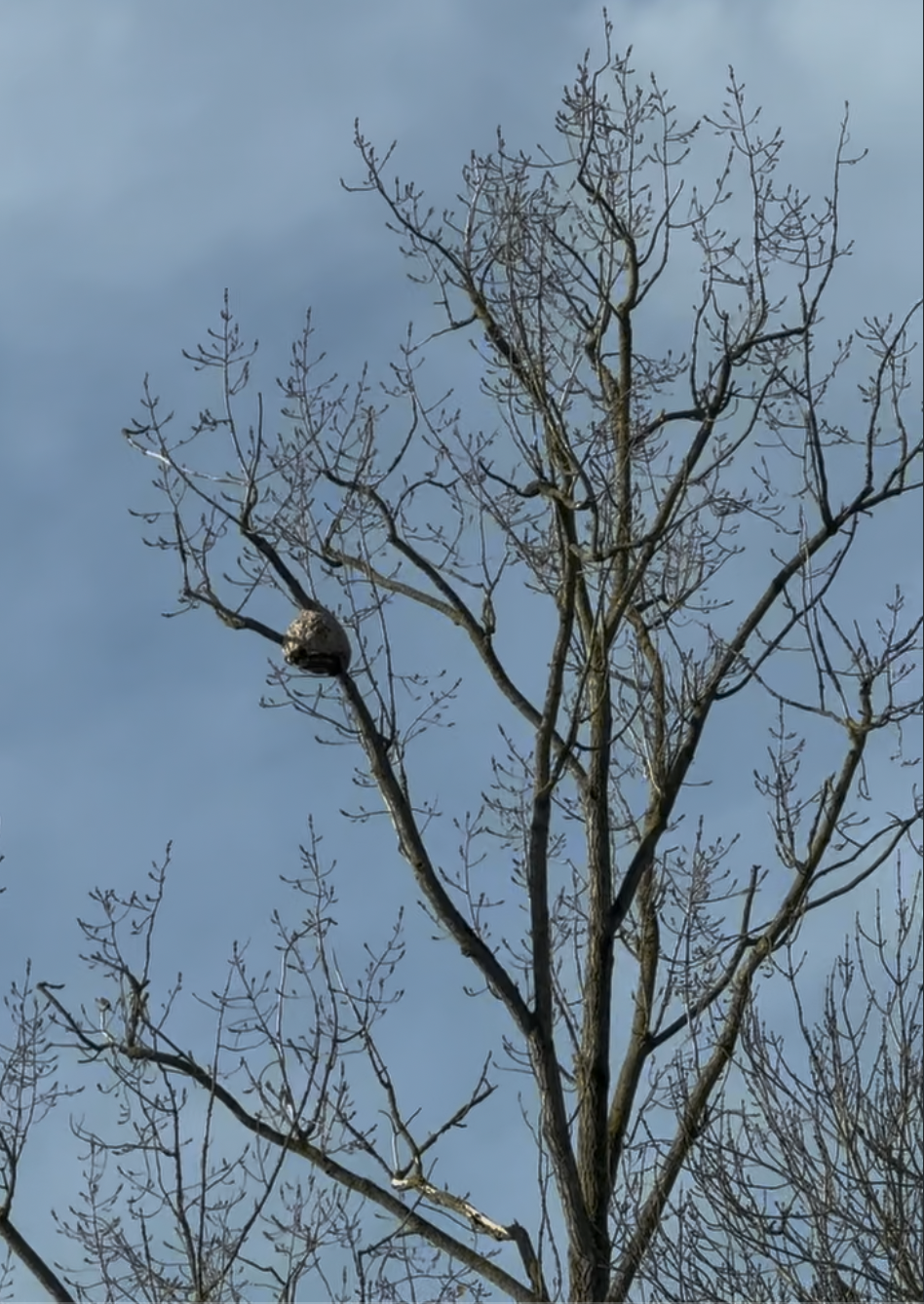Photo du nid de frelon asiatique signalé à Nibas