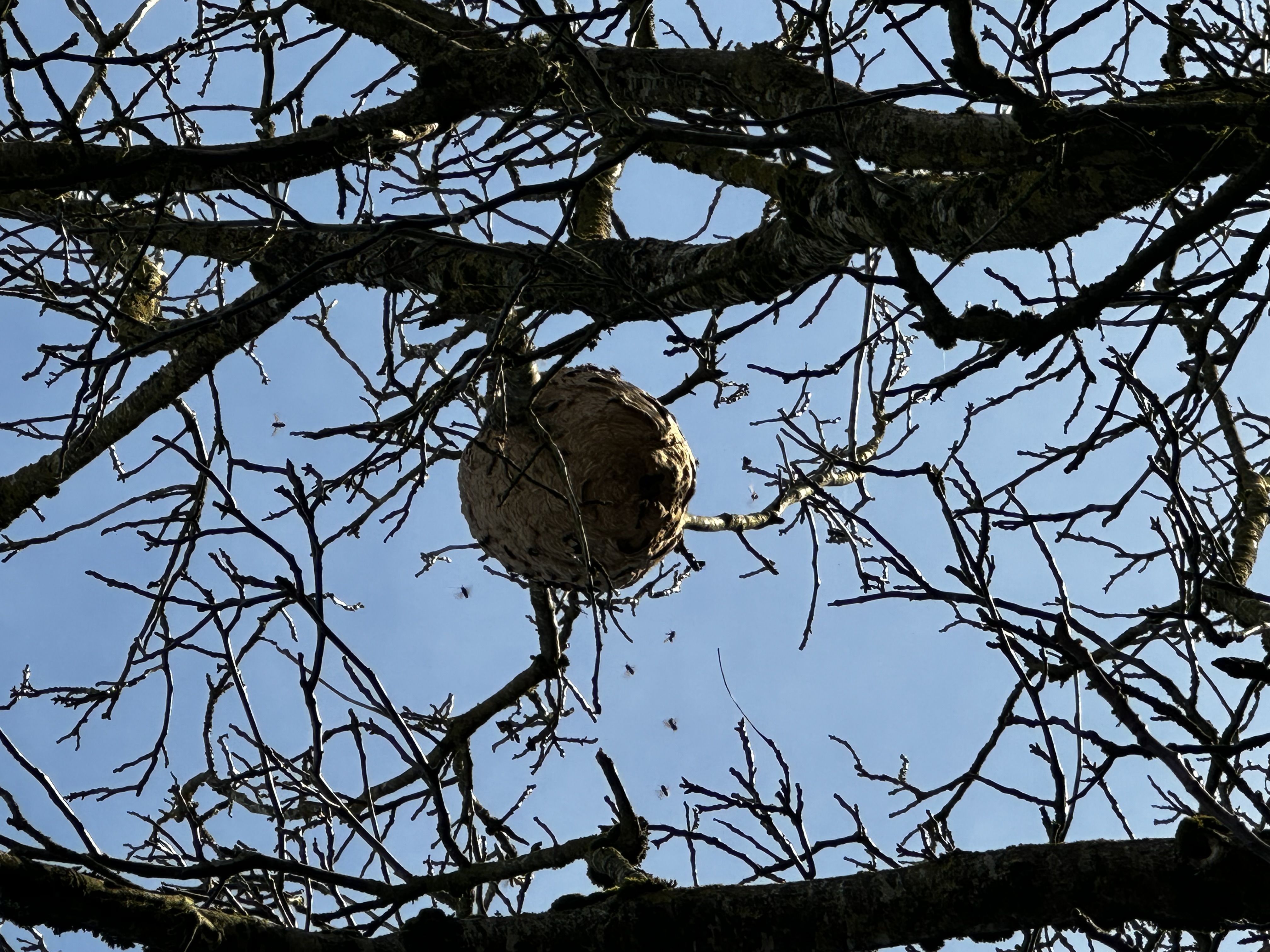 Photo du nid de frelon asiatique signalé à Moussey