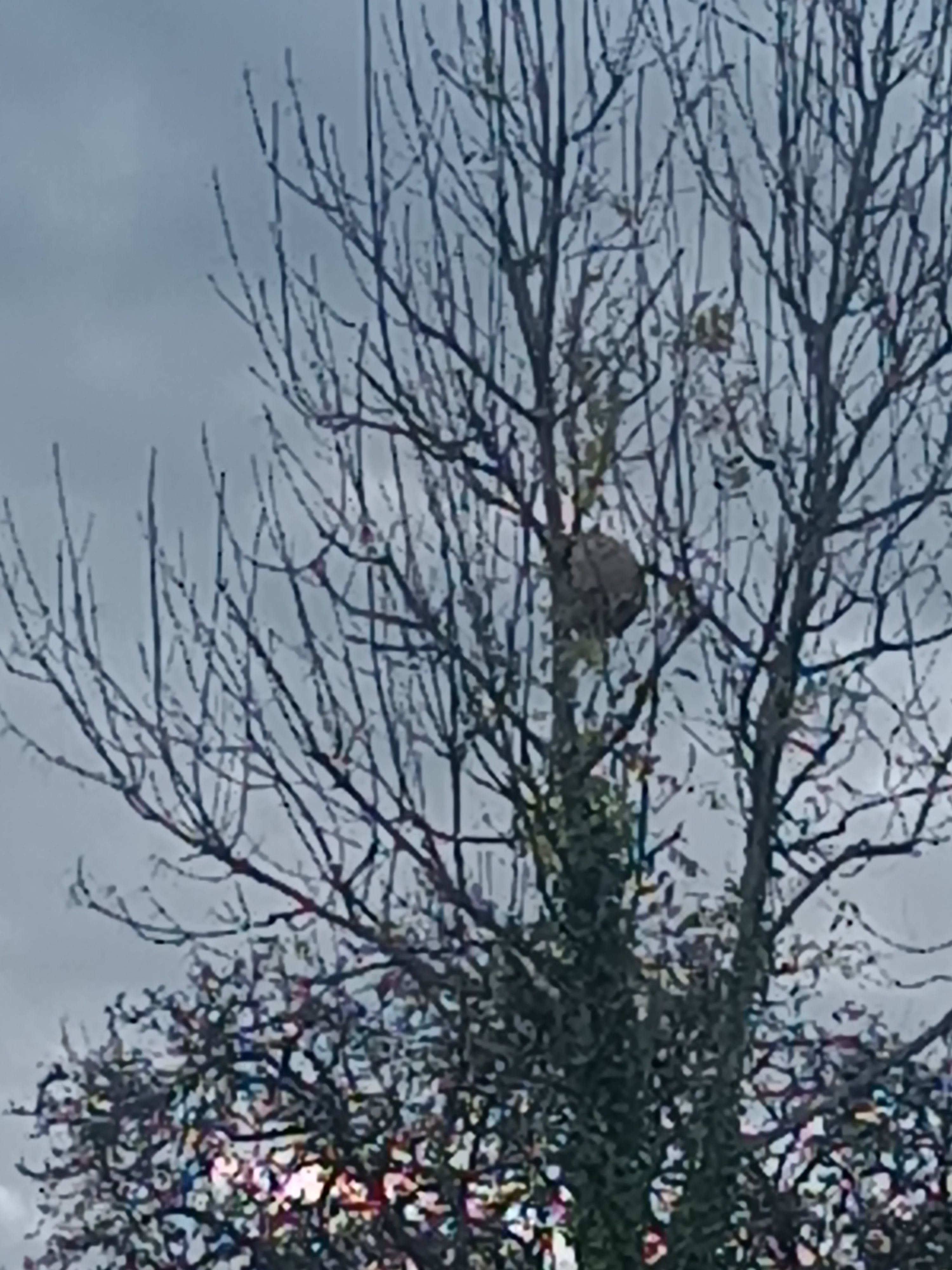Photo du nid de frelon asiatique signalé à Gallardon