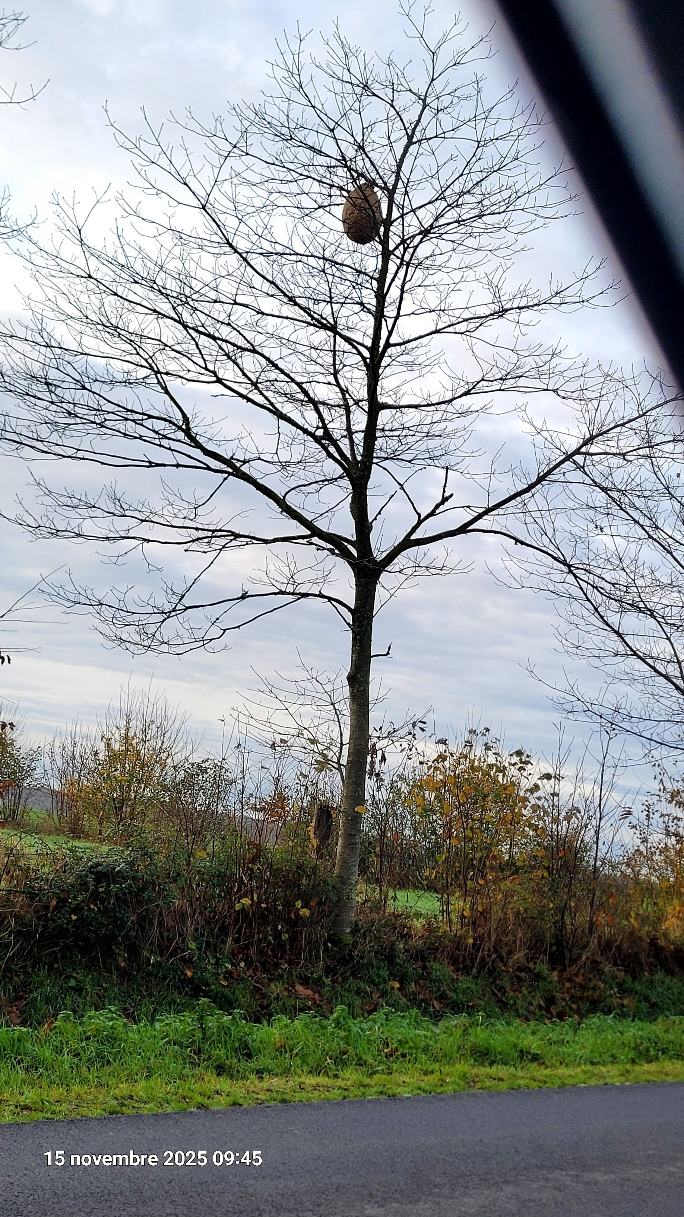Photo du nid de frelon asiatique signalé à Pont-Hébert